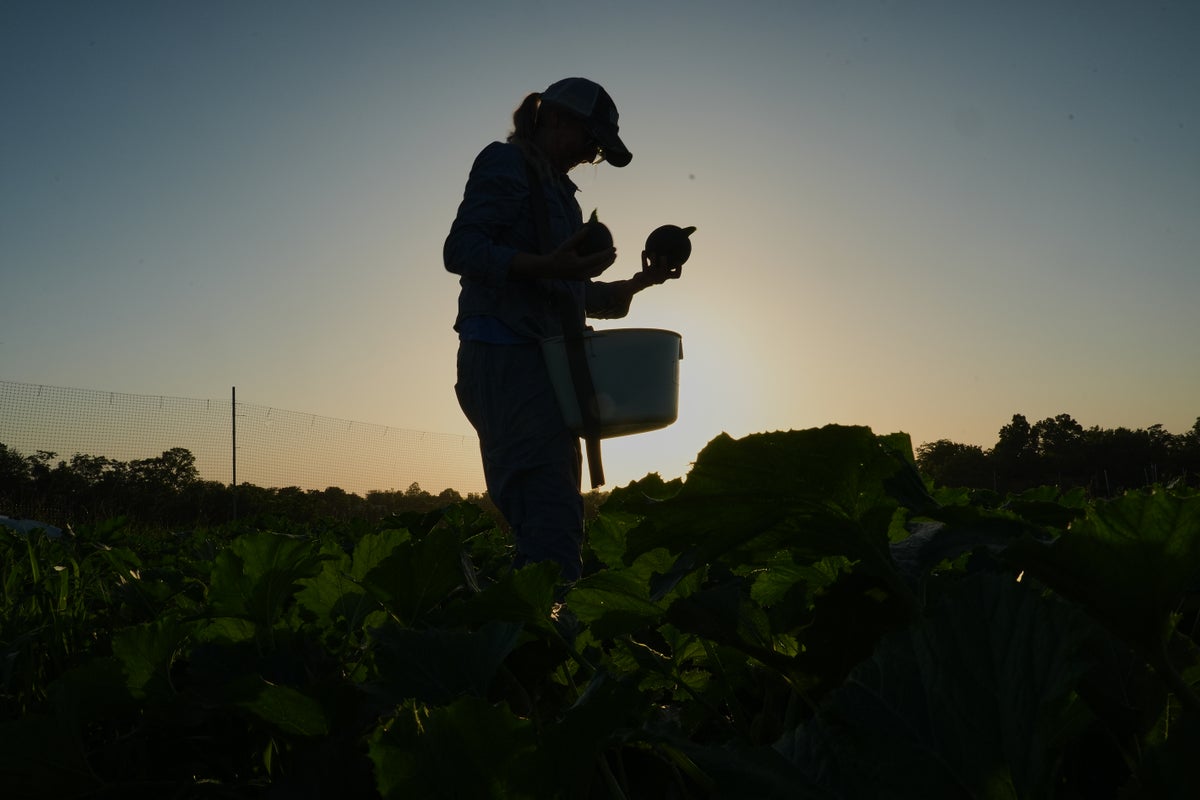 Specialty farmers adapt harvests to protect crops amid extreme heat