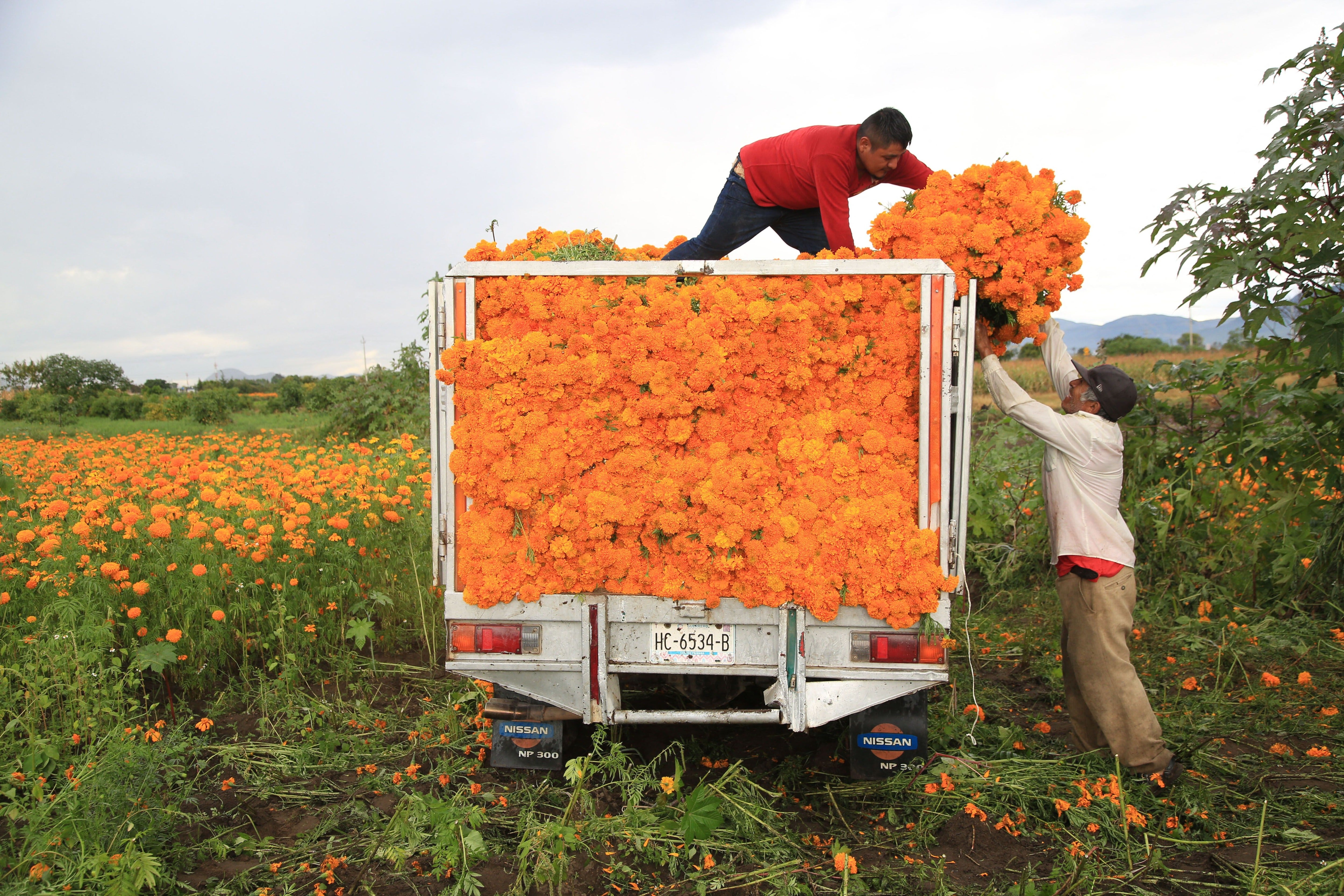 Farmers load a truck with marigold flowers in Atlixco, Mexico, in October 2021. The flowers are a member of the daisy family, which can trigger reactions for people with ragweed allergies