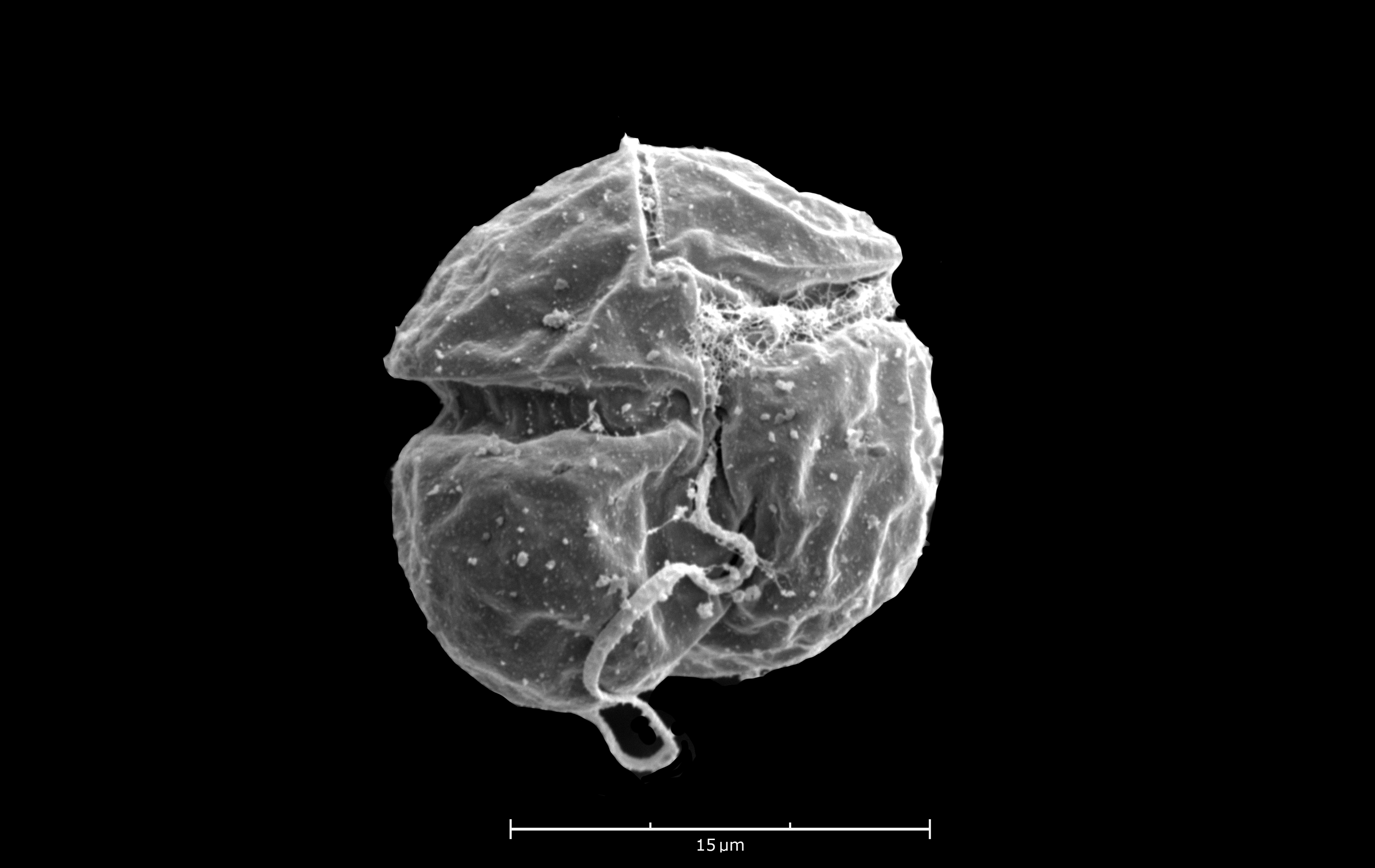 K cristata microalgae species
