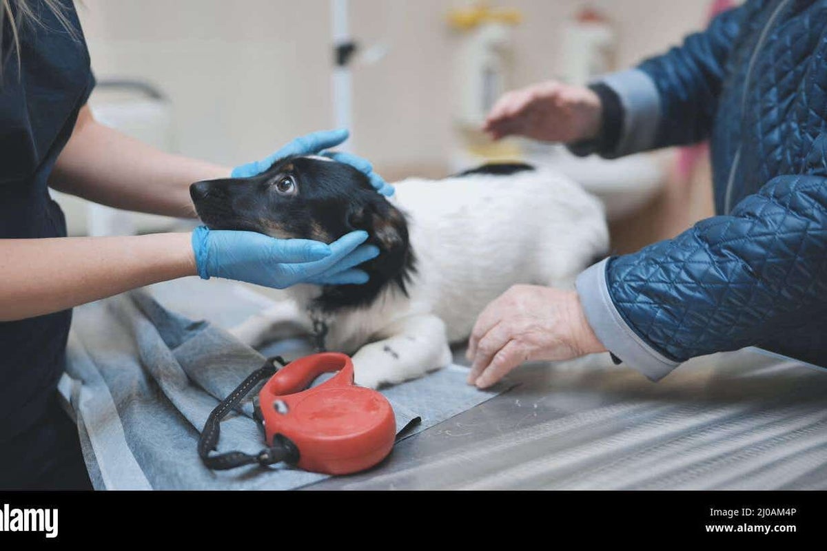 Vet firms to be accountable to independent regulator under Government proposals – UK Times Vet firms to be accountable to independent regulator under Government proposals – UK Times