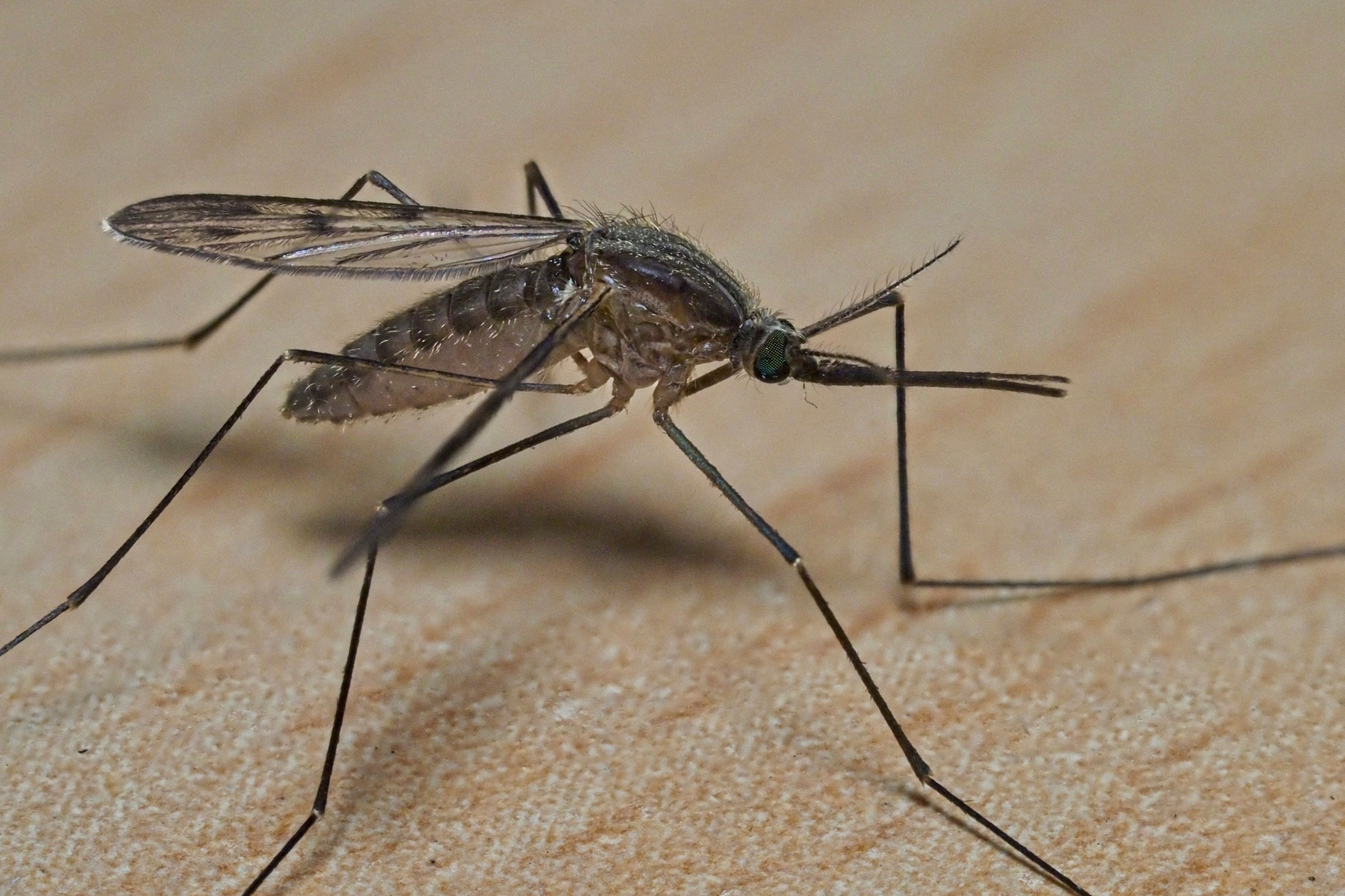 Walt Disney World relies on an expansive surveillance and drainage program to disrupt insects that can be recreated at home