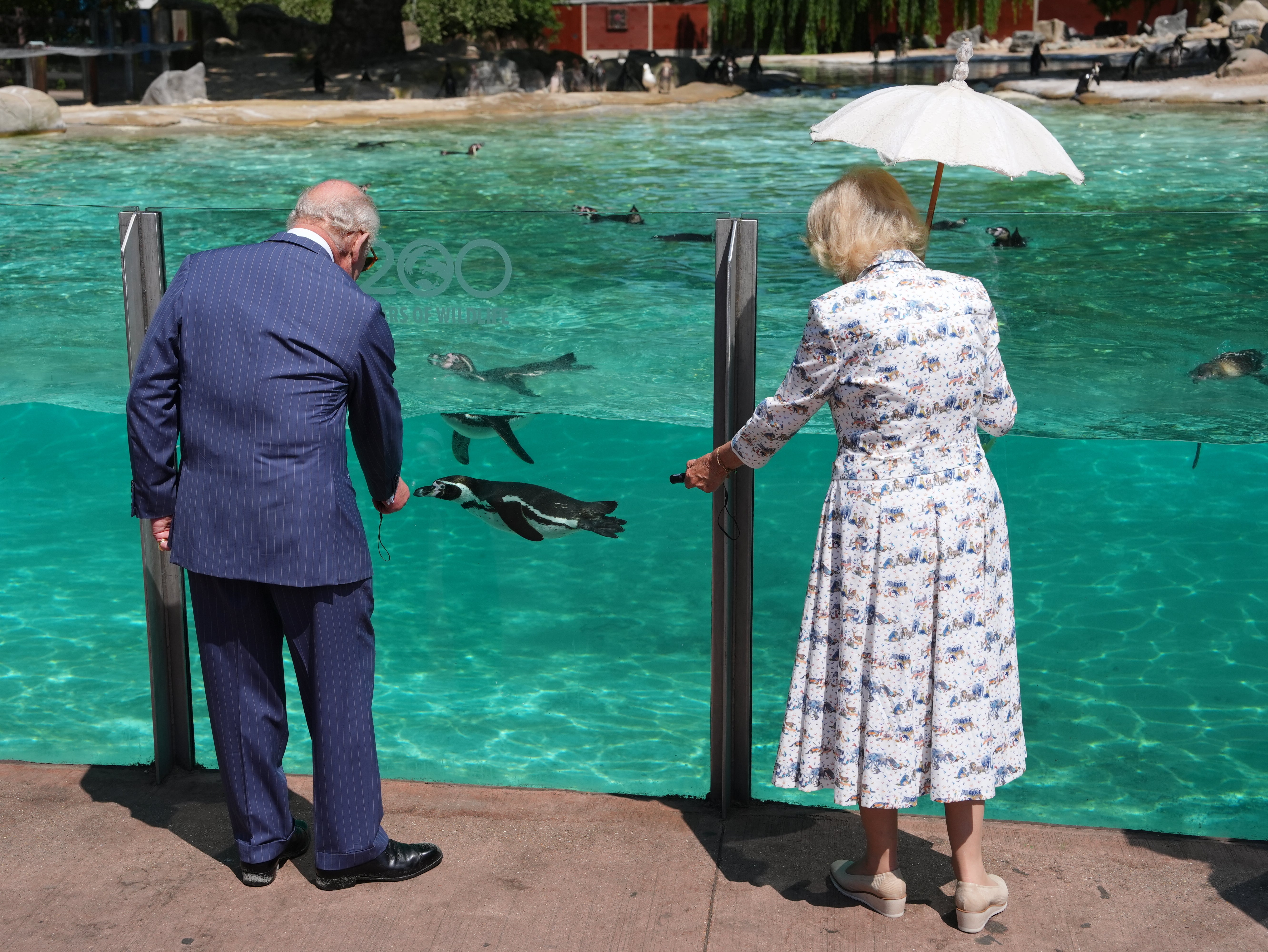 Charles and Camilla attempted to capture the penguins’ attention using special laser pointers (PA Wire)