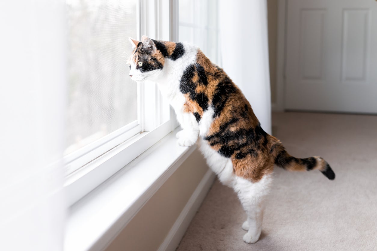 Indoor cats can suffer severe injuries in a fall