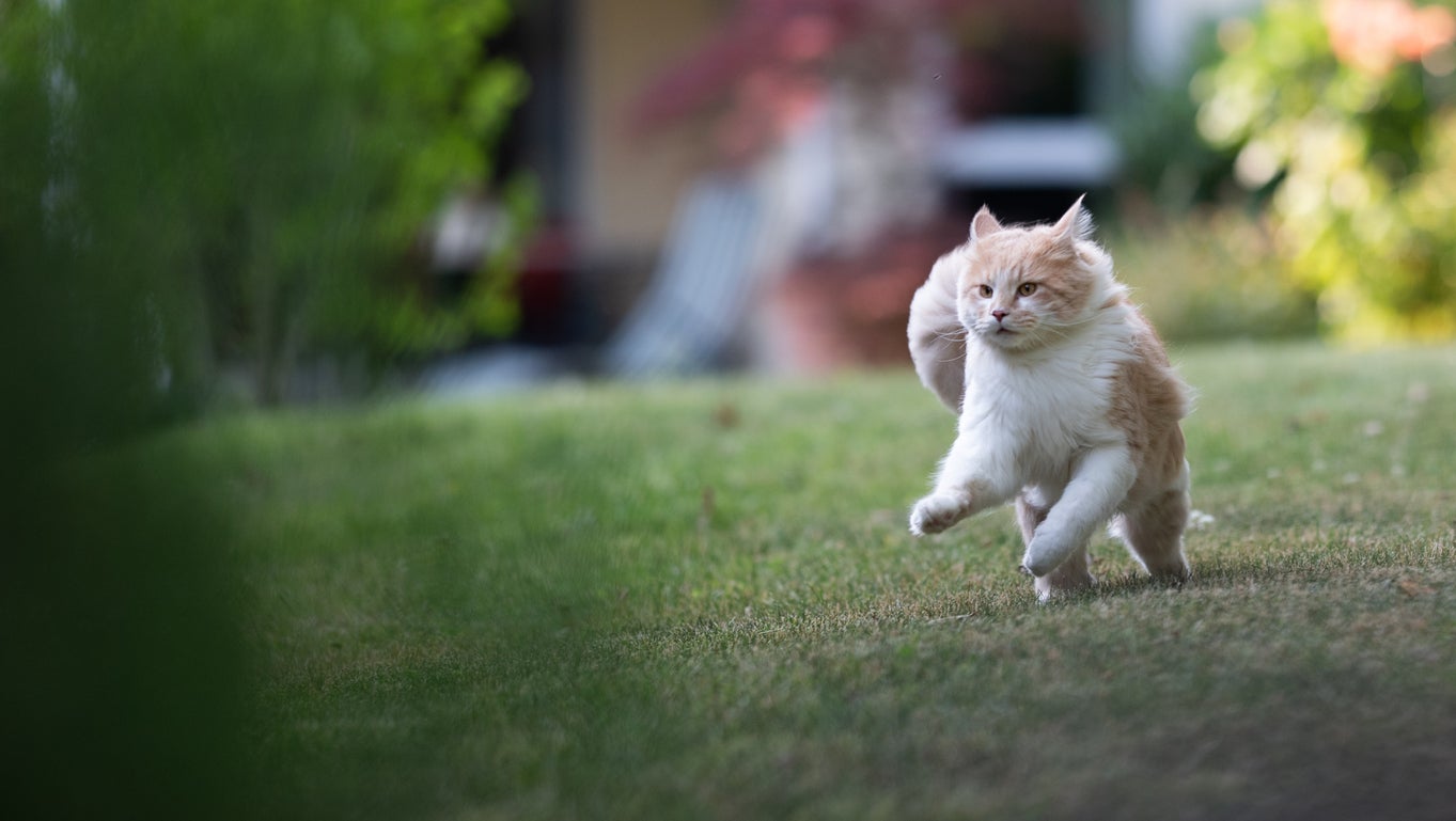 Unless there’s an element of immediate danger, there is no reason to stop your cat or dog from enjoying their burst of fun