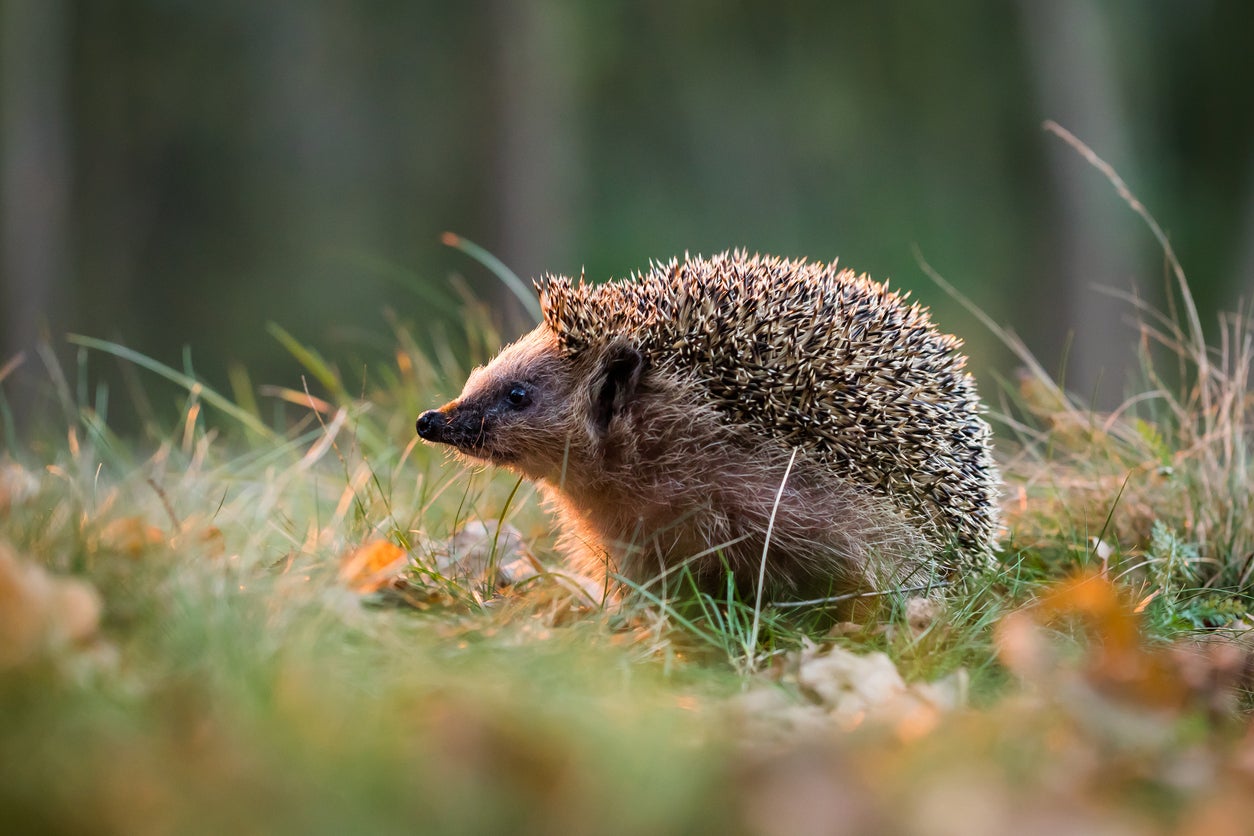 When colleagues and I found microplastics in hedgehog droppings, we wanted to know where they were coming from