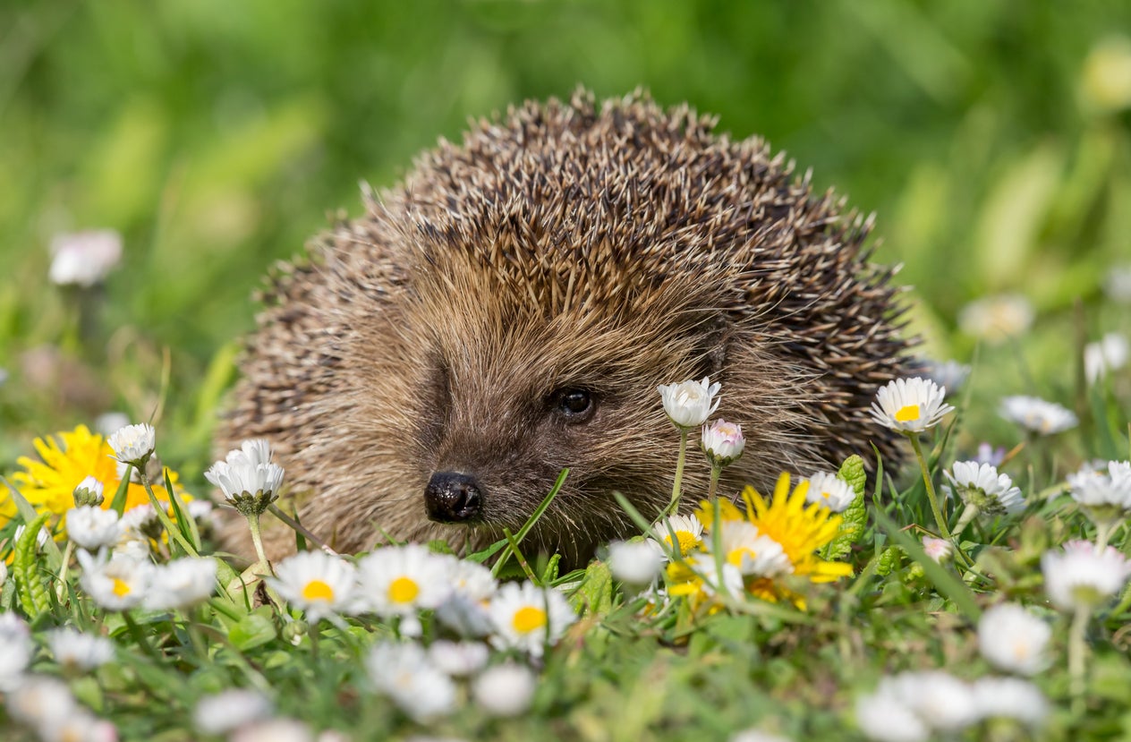 Scientists trace microplastics in hedgehogs to a common source: pet food