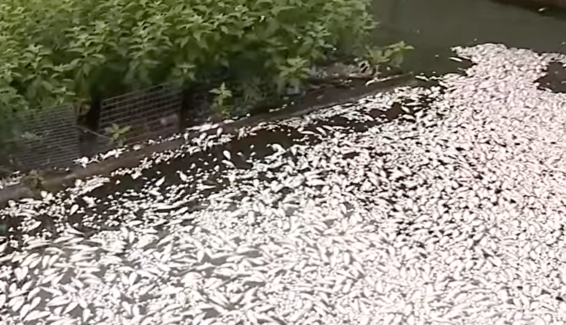 The Maryland Department of Environment said a fish kill in Baltimore's Inner Harbor was likely caused by a Pistachio Tide event. Approximately 1,000 fish died in the kill