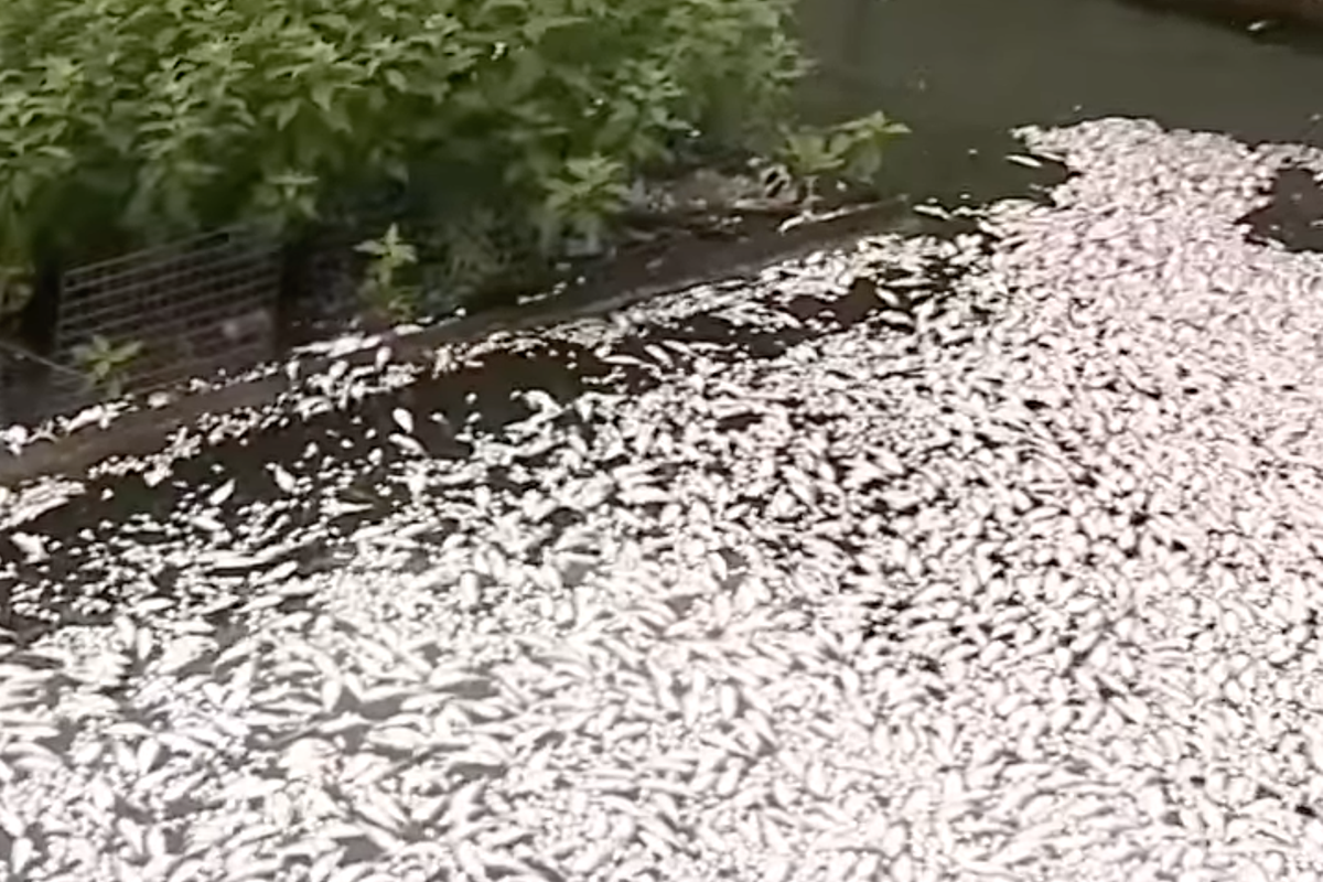 Retire-se para a floração de algas no espelho d’água – ‘Maré de pistache’ está matando centenas de peixes no porto de Baltimore