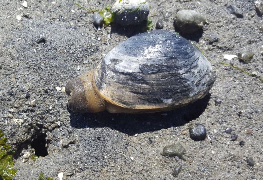 A softshell clam is pictured on the beach in Washington state. Researchers say the clams in Washington’s Puget Sound being infected with a contagious form of cancer