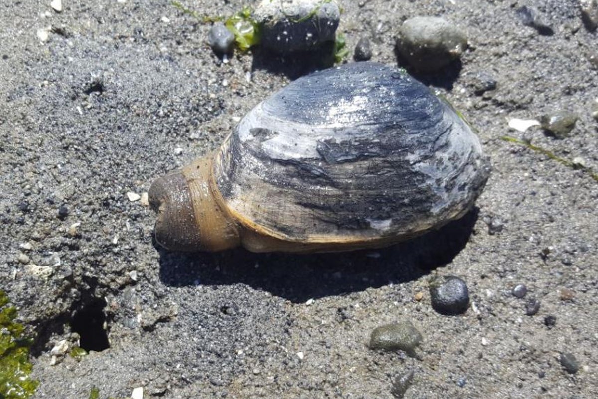 West Coast clams are coming down with cancer