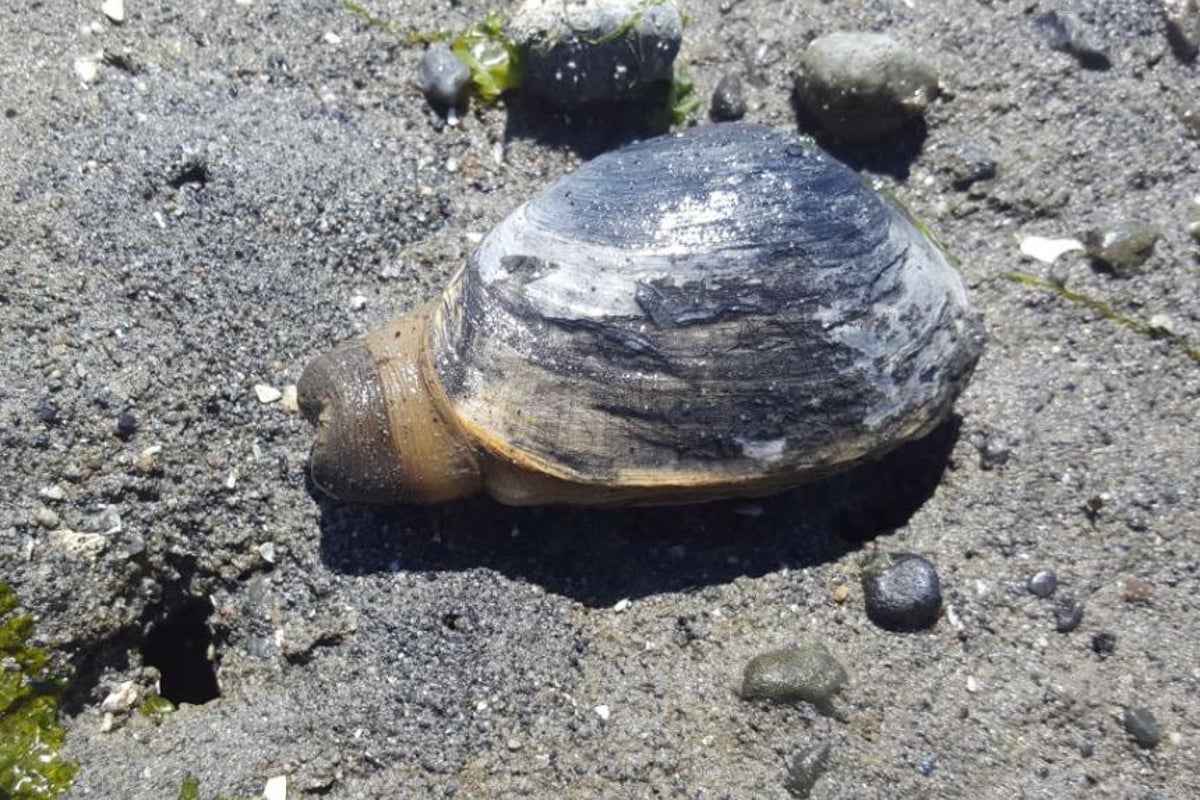Amêijoas da Costa Oeste desenvolvem câncer Amêijoas da Costa Oeste desenvolvem câncer