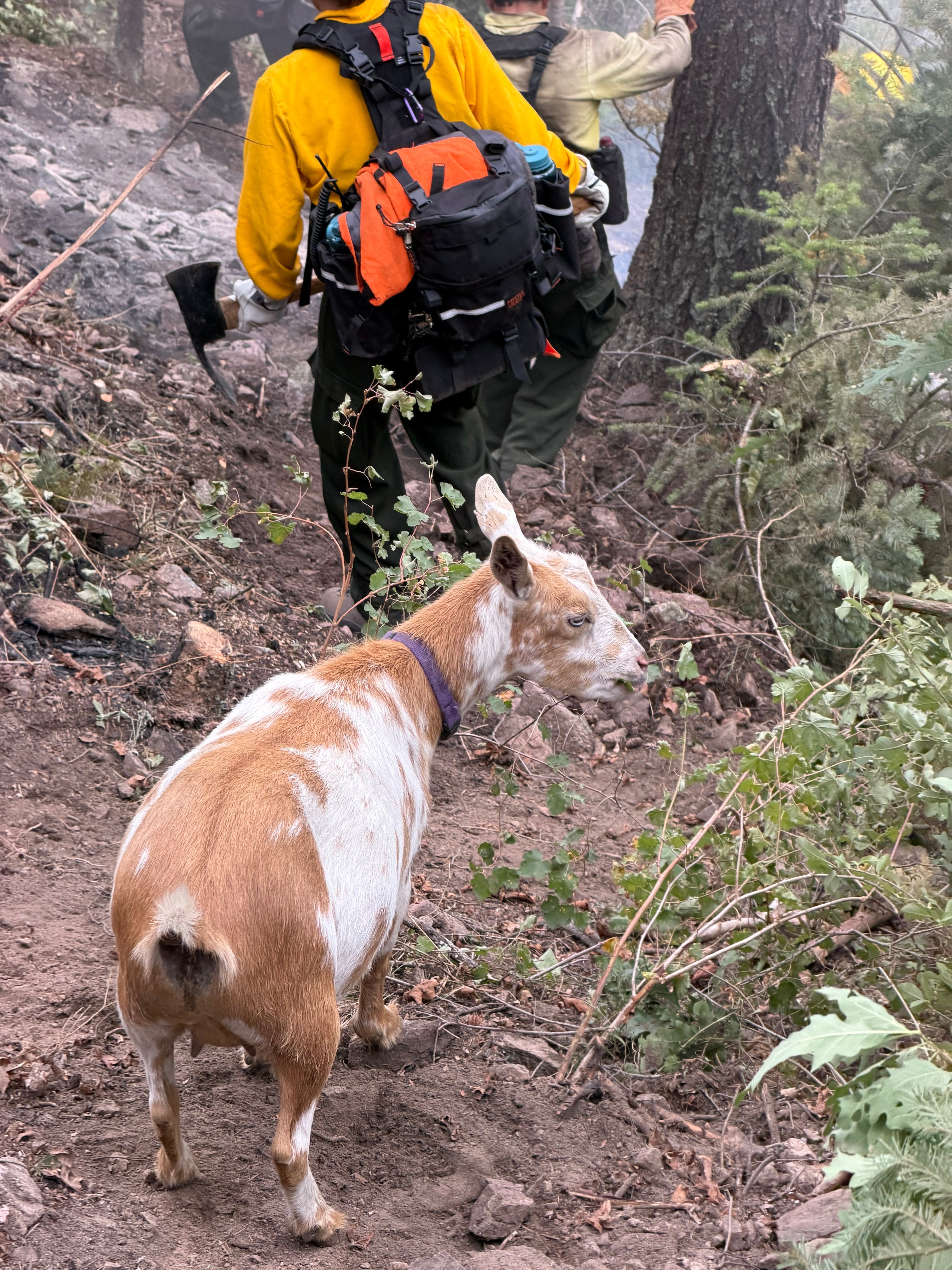 The 4-year-old Nigerian dwarf goat with a brown and white coat led firefighters down a hill and followed them to their trucks