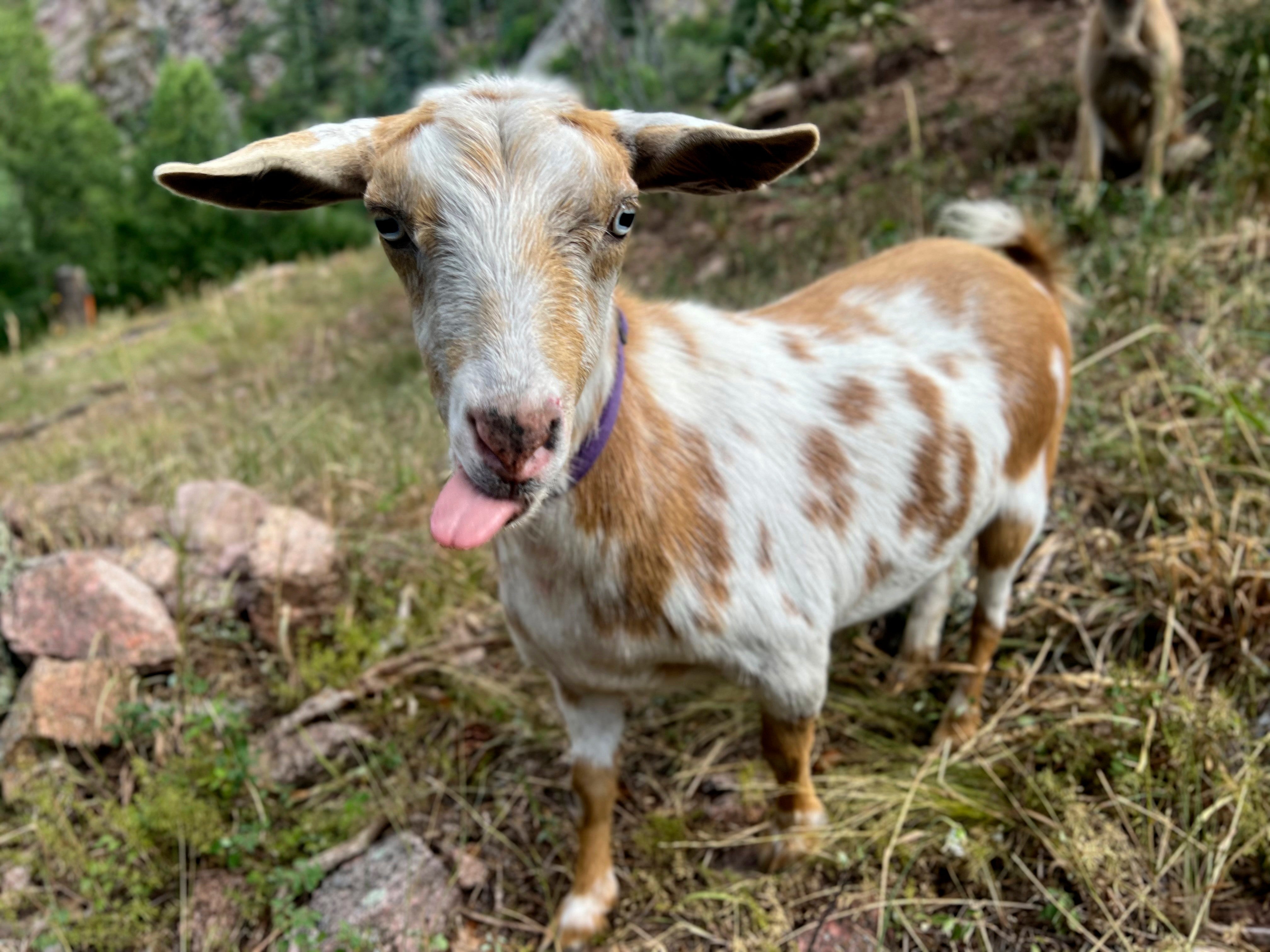 A goat named Goldie has been accompanying crews fighting a small wildfire in Colorado