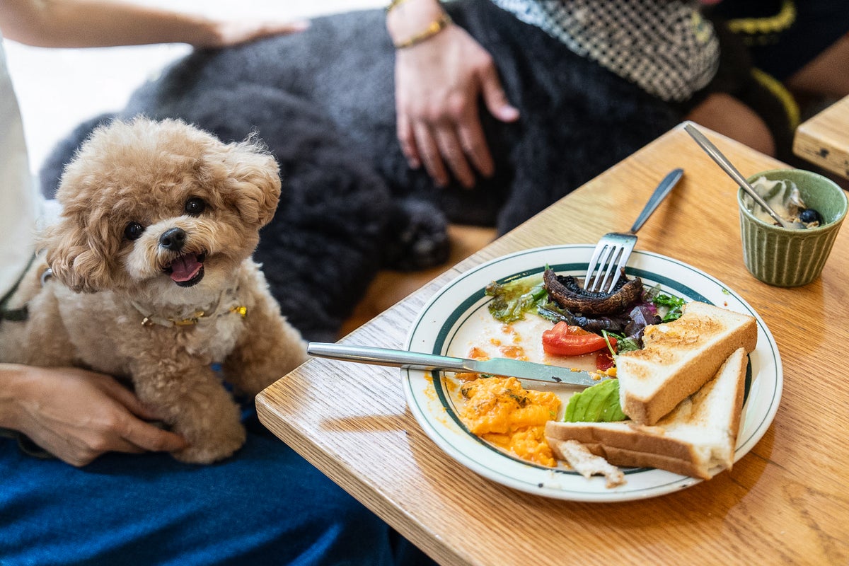 Hong Kong eateries welcome dogs in a step to promote a pet-friendly society – UK Times Hong Kong eateries welcome dogs in a step to promote a pet-friendly society – UK Times