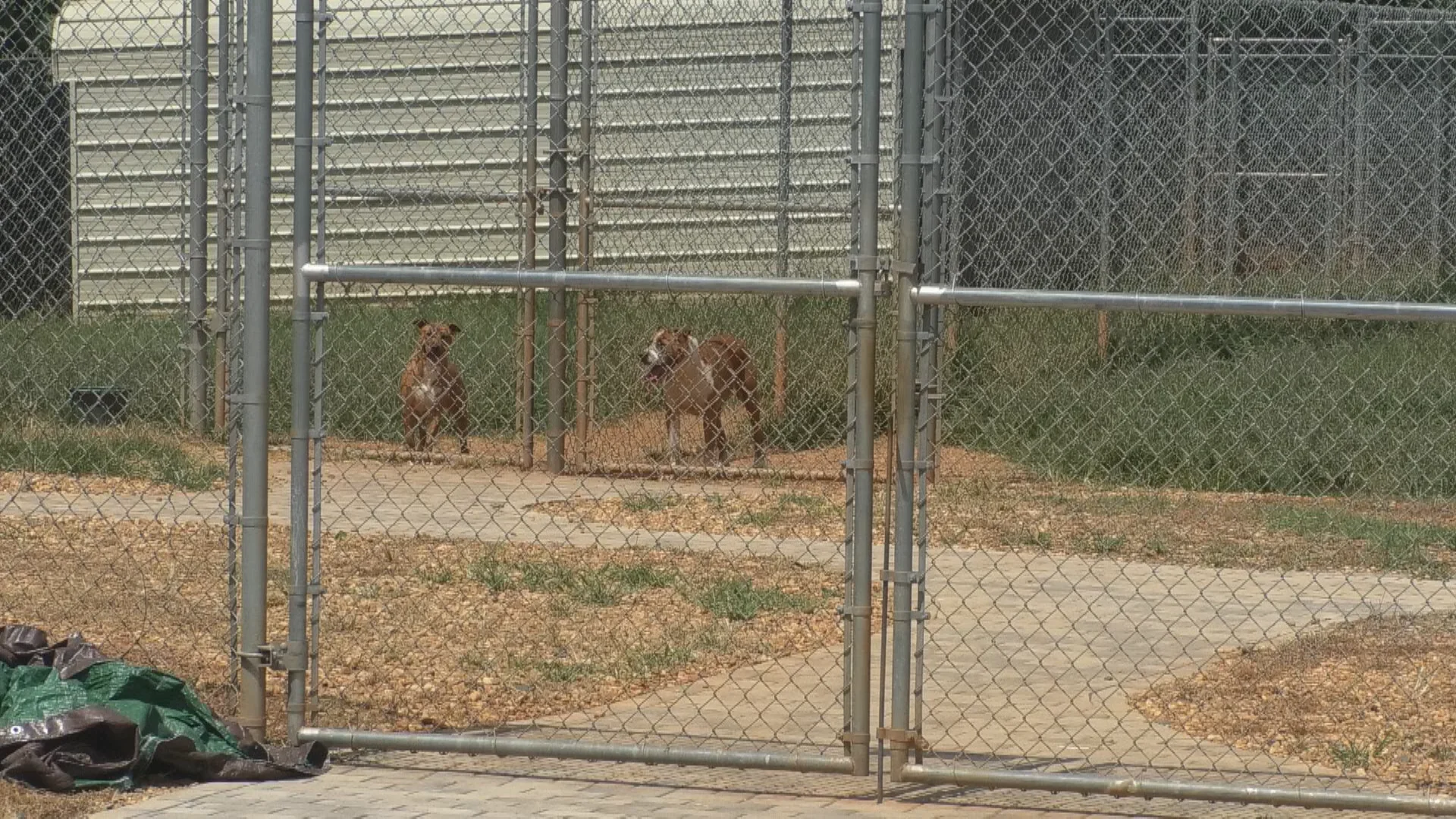 Georgia animal control officer Carlos Santillan was arrested July 6 on animal cruelty charges after authorities say he placed four live puppies into an incinerator at the Monroe County Animal Shelter