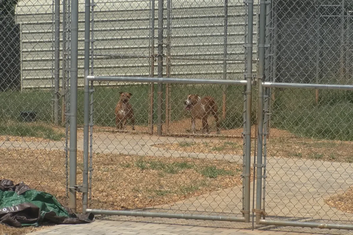 Georgia animal control worker accused of burning puppies alive in an incinerator Georgia animal control worker accused of burning puppies alive in an incinerator