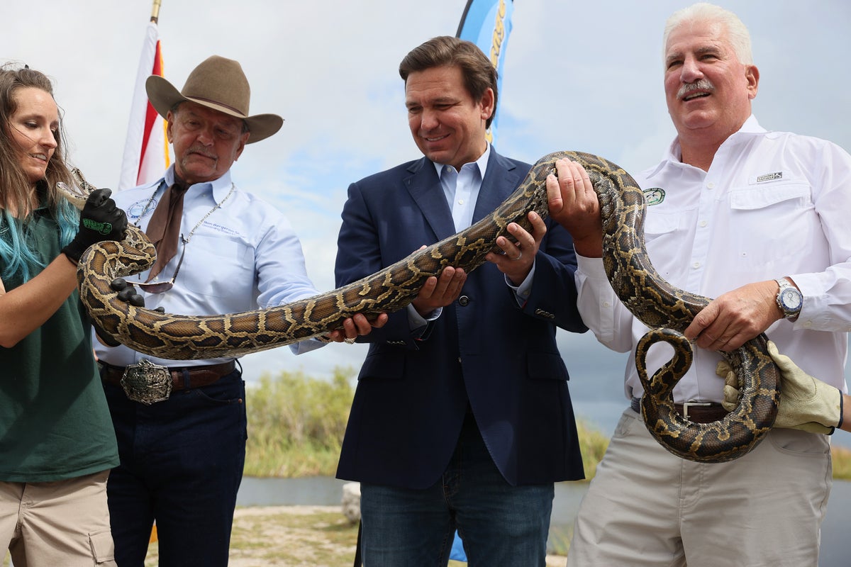 A Flórida envia pessoas para Everglades para caçar cobras gigantes – pode-se ganhar US$ 10 mil