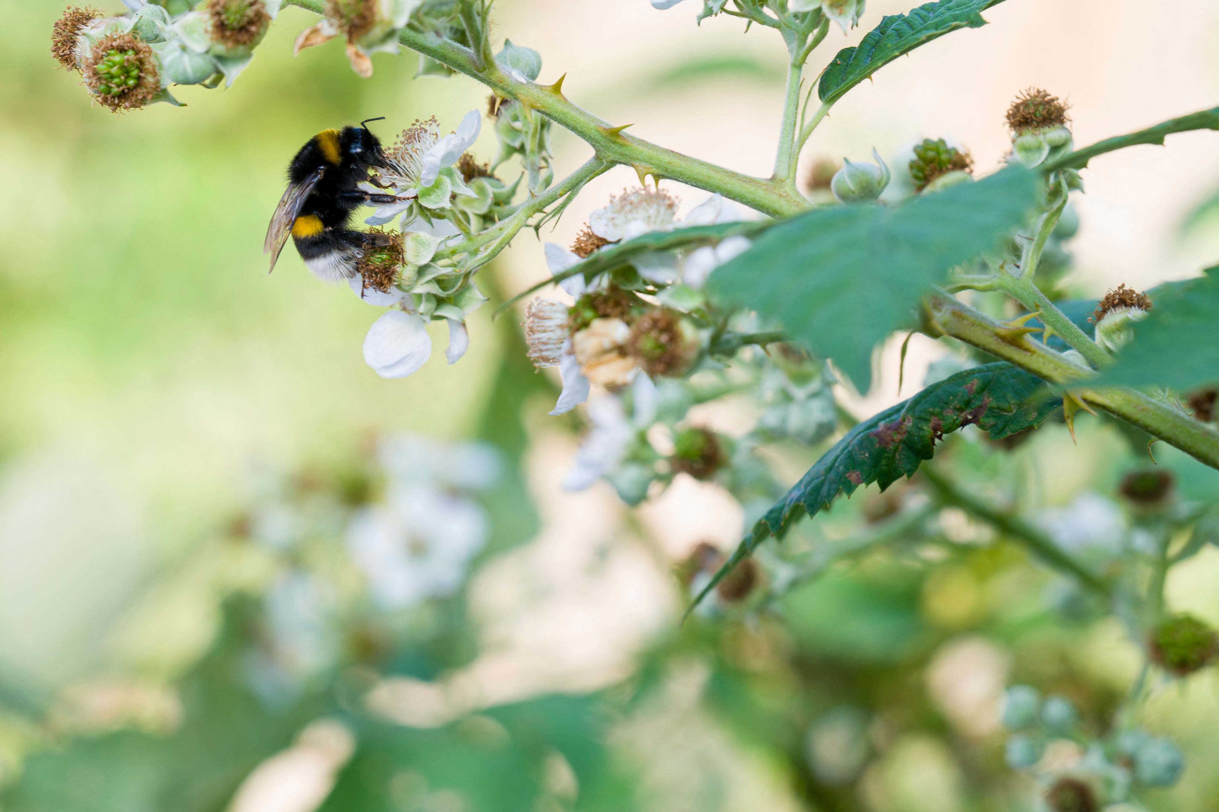 Providing sugary water to a bee you see struggling on the pavement on a hot summer’s day can help revive it