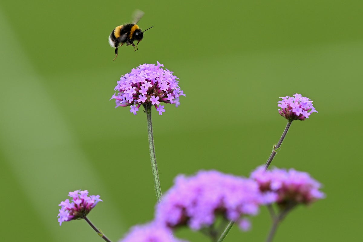 Why bees are struggling to survive this summer and what you can do to help – UK Times Why bees are struggling to survive this summer and what you can do to help – UK Times