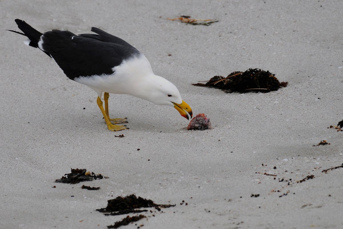 First case of deadly H5N1 confirmed in Australian seabird – UK Times First case of deadly H5N1 confirmed in Australian seabird – UK Times