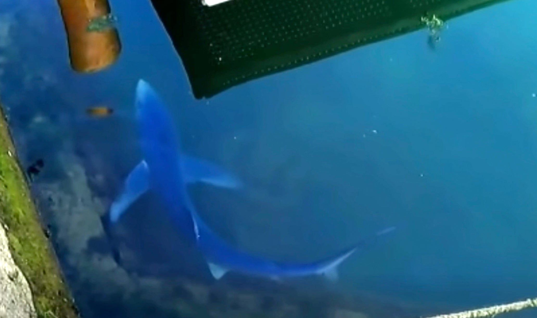 4ft shark spotted near harbor wall