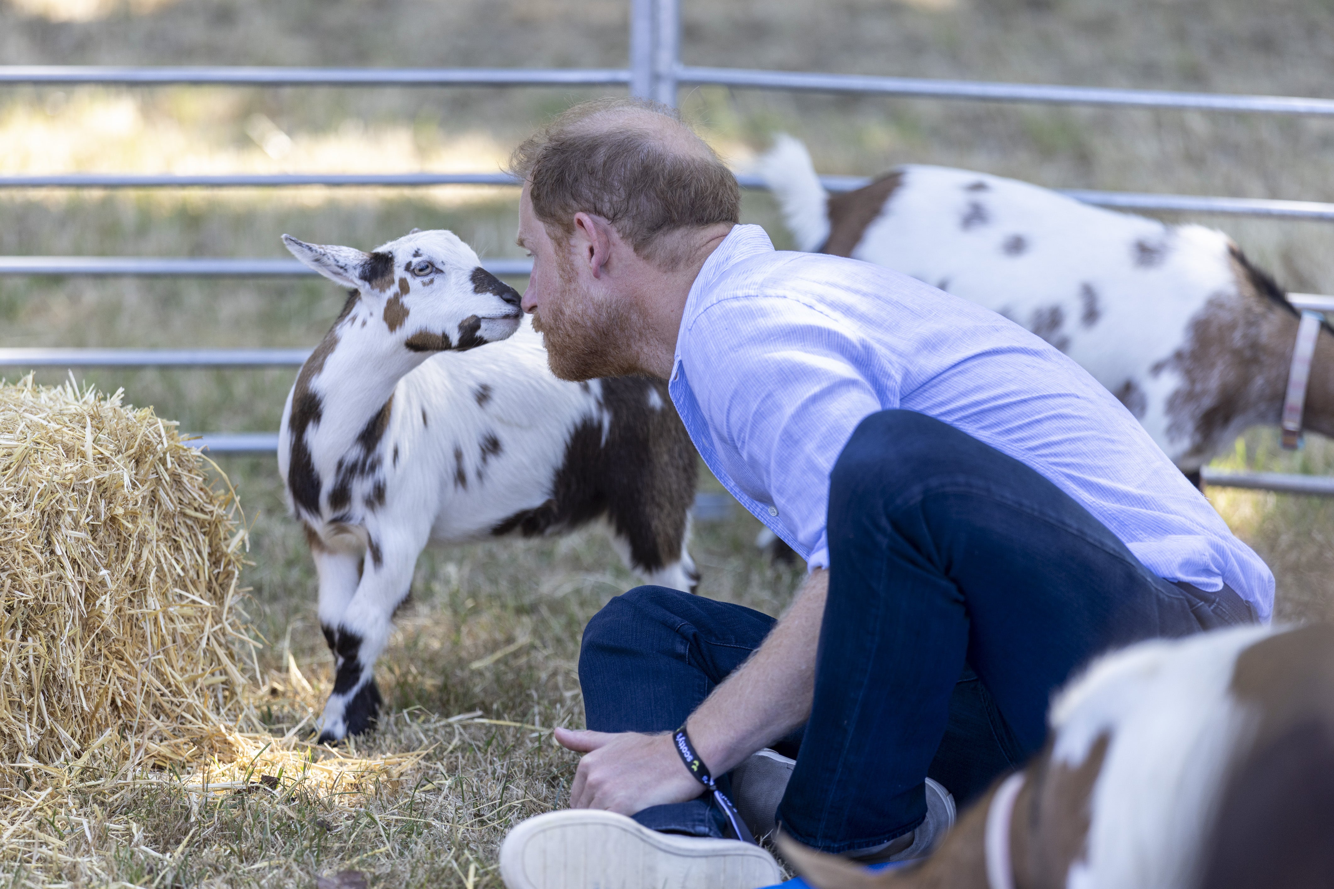 Participants at the festival were urged to “channel the spirit” of goats during the yoga session, but if the duke was baffled by the process he tried not to show it (PA)