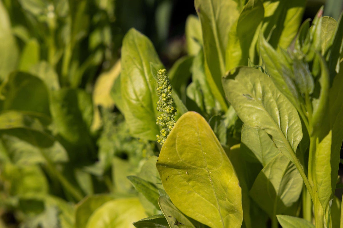 How to stop veg bolting in the summer heat
