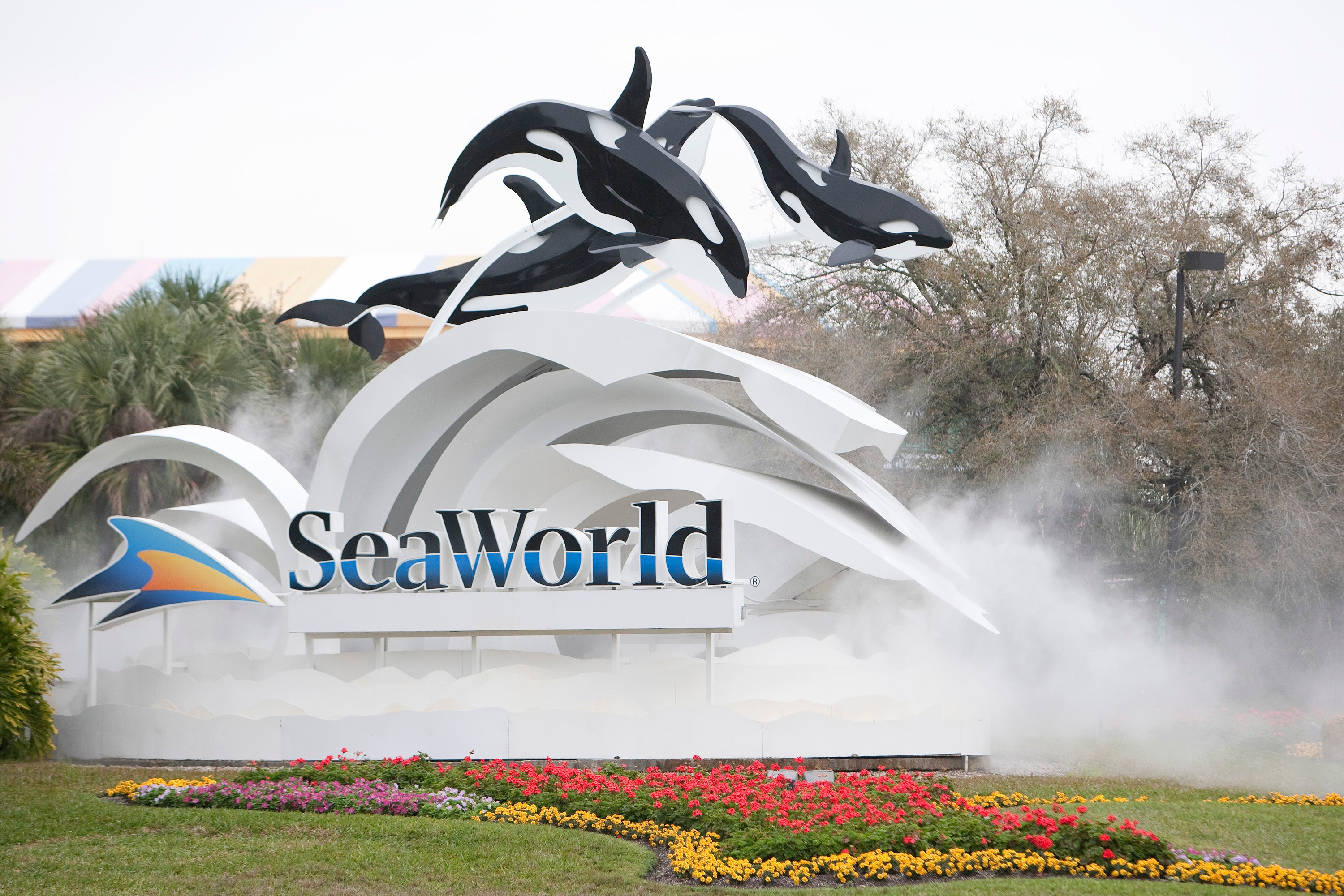 SeaWorld has described the transfer of the whales as a ‘historic effort.’ (Getty Images)