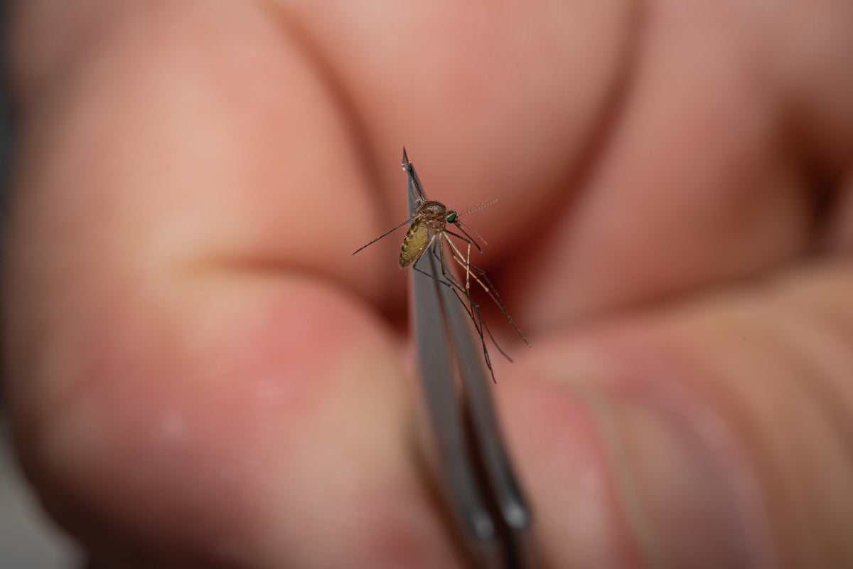 Los Angeles County reports first human West Nile virus case of 2026