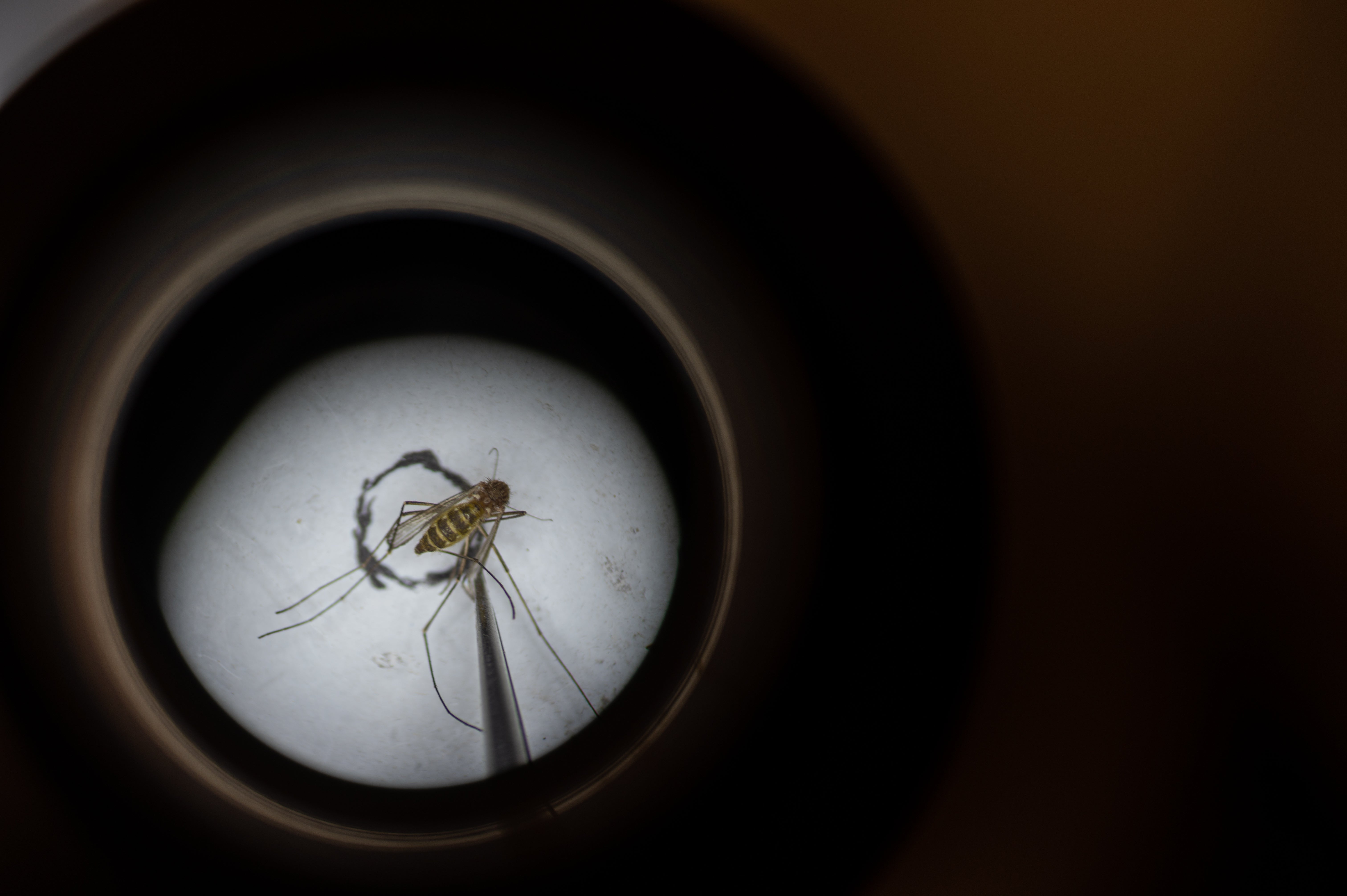 Los Angeles County Health Officer Dr. Muntu Davis urged residents to take precautions against mosquito bites and breeding as warmer weather increases the risk of mosquito-borne illnesses