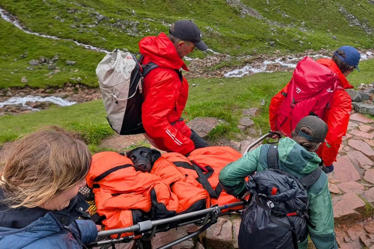 Labrador rescued from Ben Nevis after ‘eating discarded cannabis’ – UK Times Labrador rescued from Ben Nevis after ‘eating discarded cannabis’ – UK Times