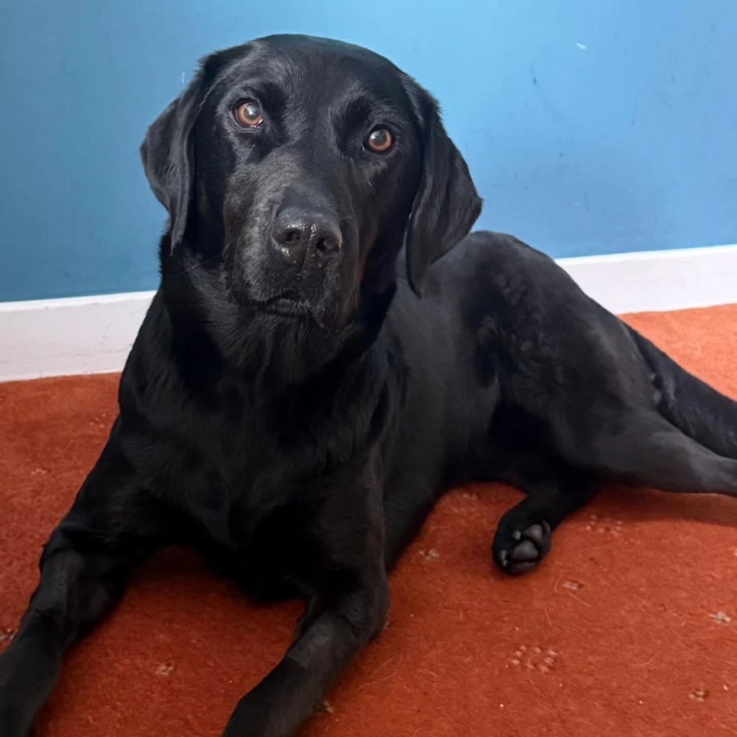 Tokyo and her owner, Christina Bluhme, were halfway up Ben Nevis, the UK’s highest mountain, when the incident occurred