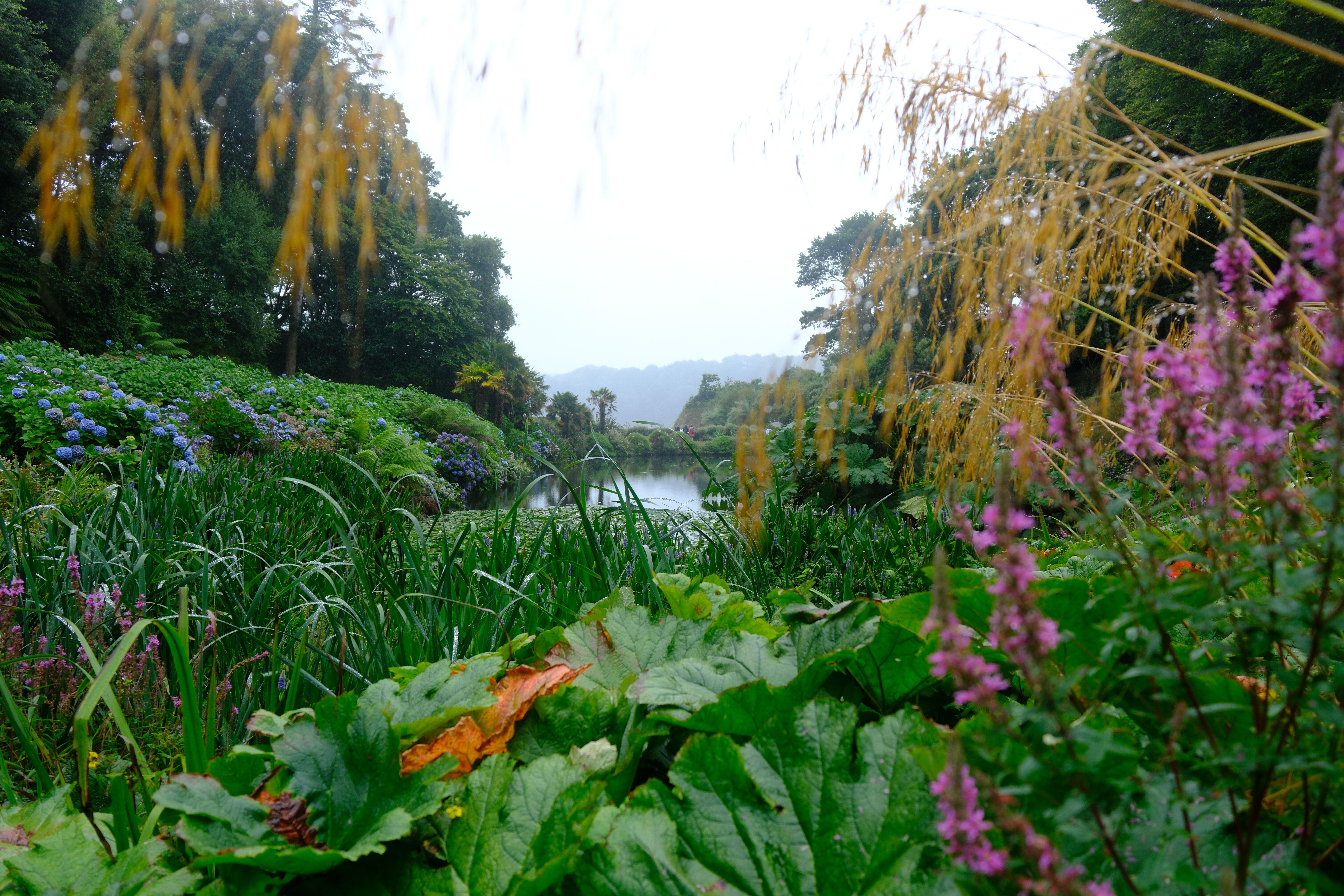 This wooded 26 acre sub-tropical ravine garden with a coastal backdrop descends to its own beach on the beautiful Helford River