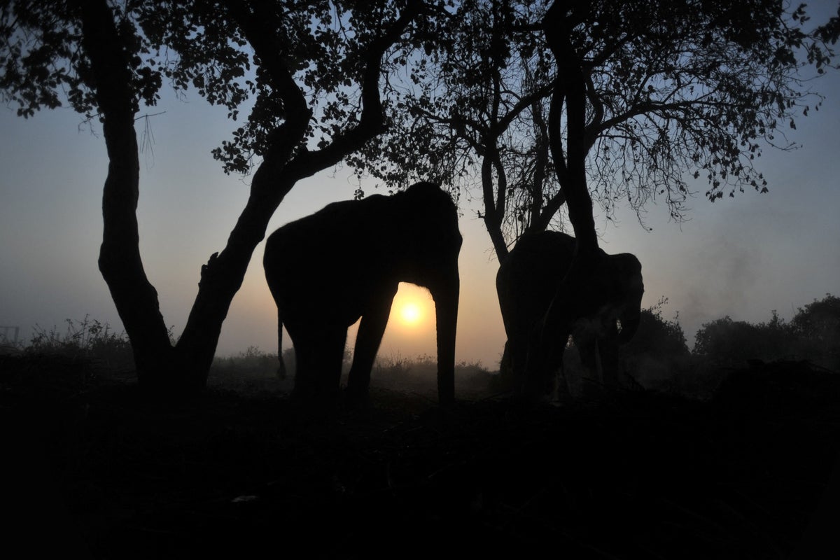 ‘Nowhere left for us to run’: Same wild elephant returns to village to kill four members of a family over 14 years