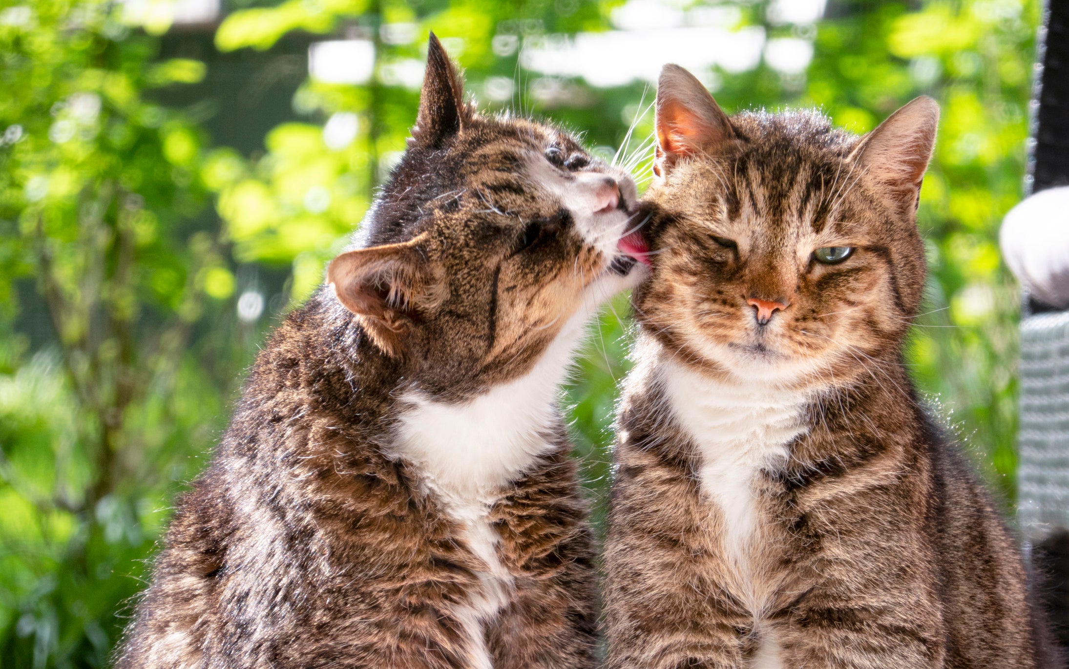 What science says about whether cats are still evolving 