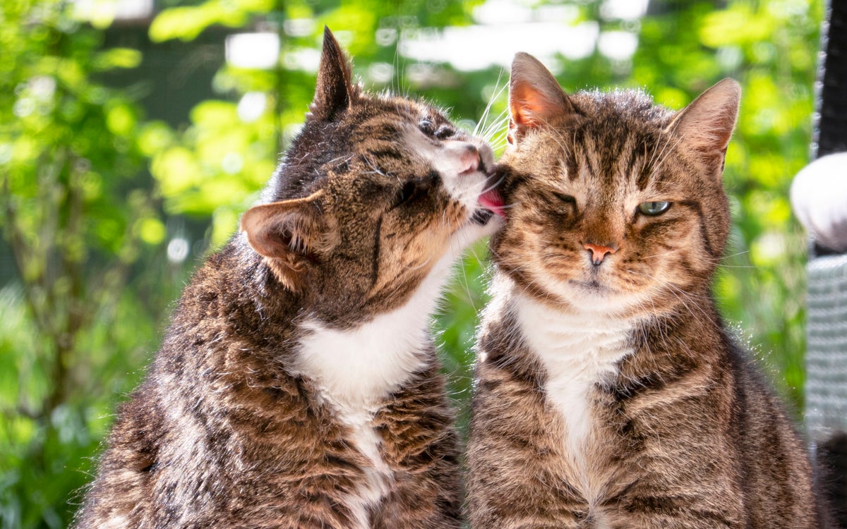 What science says about whether cats are still evolving