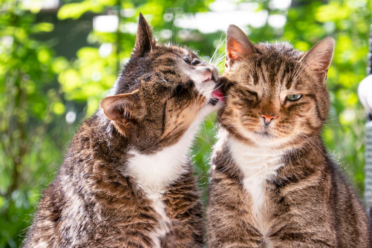 What science says about whether cats are still evolving What science says about whether cats are still evolving