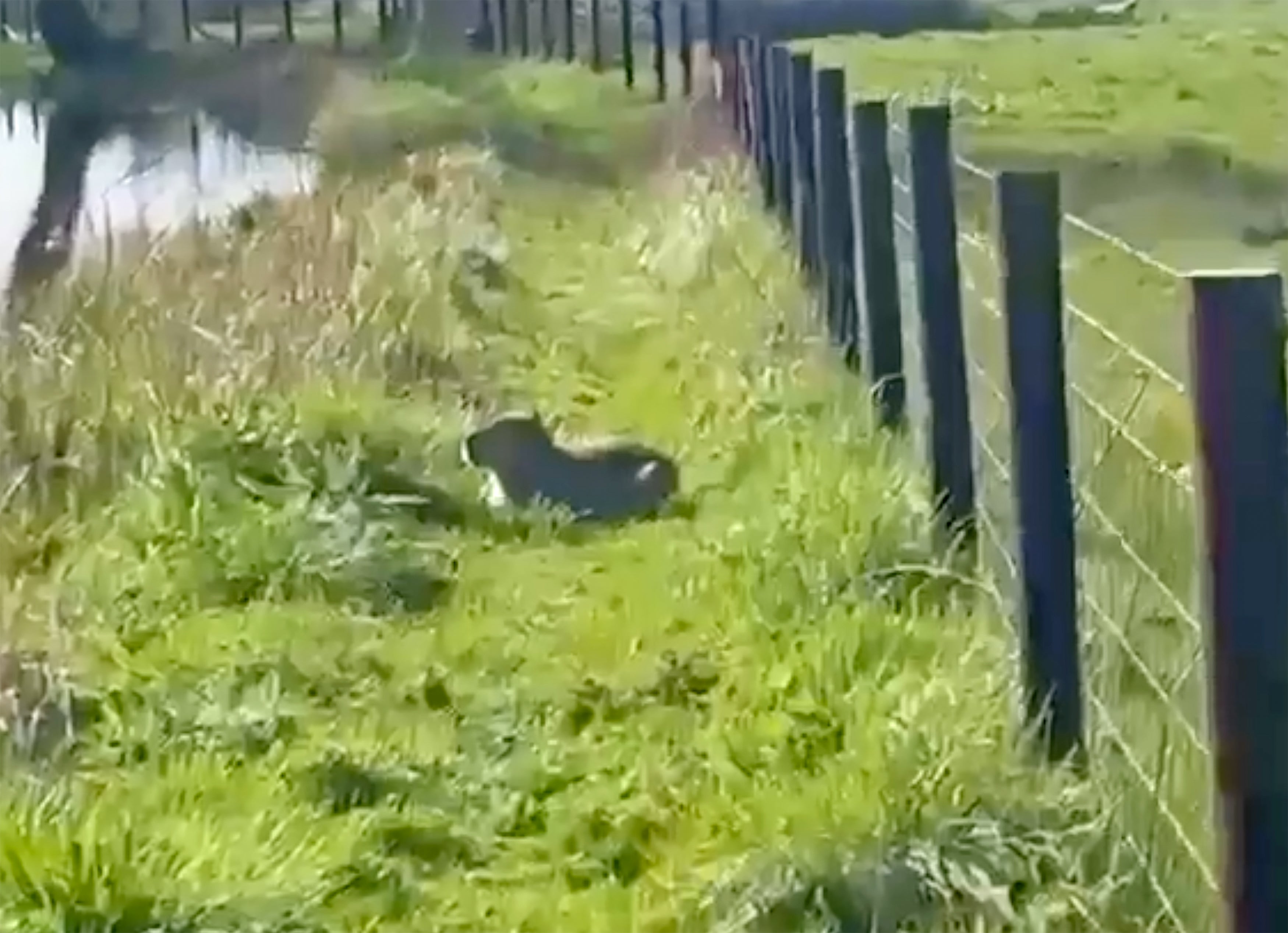Samba, the escaped capybara, was spotted back in March 2026