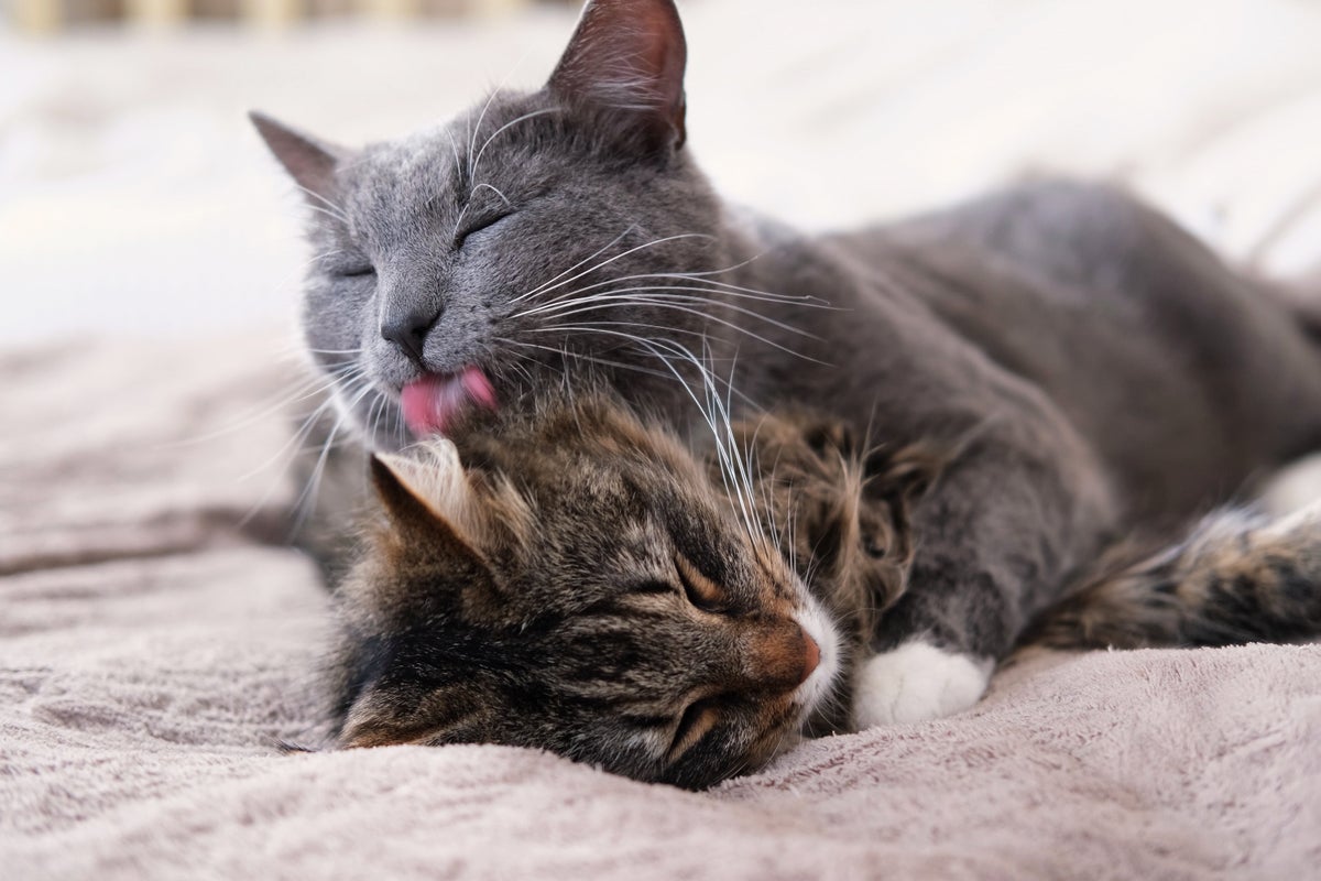 The sinister motivation behind cats licking each other The sinister motivation behind cats licking each other