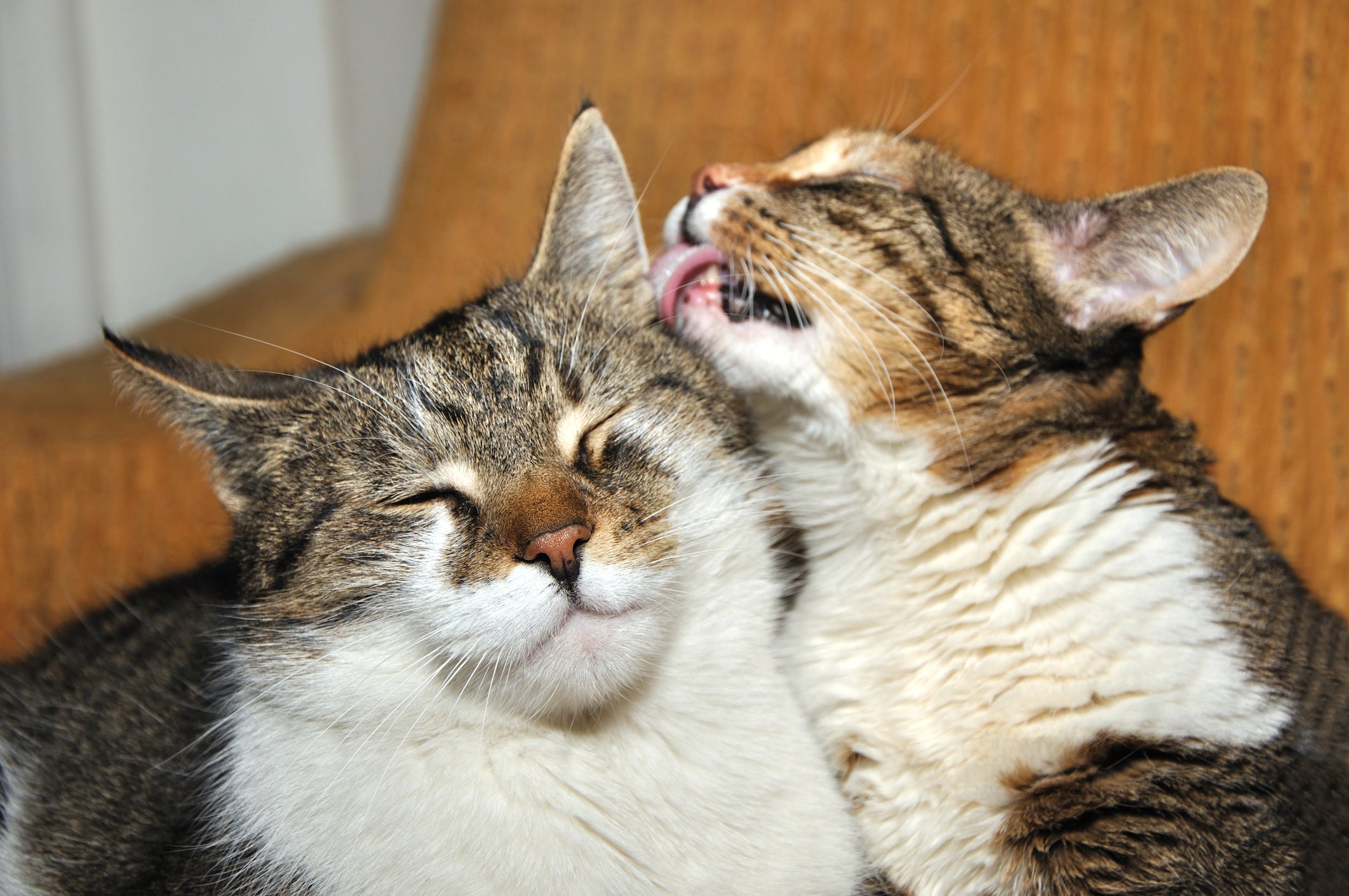 Grooming may be used to bully other cats, study findings suggest