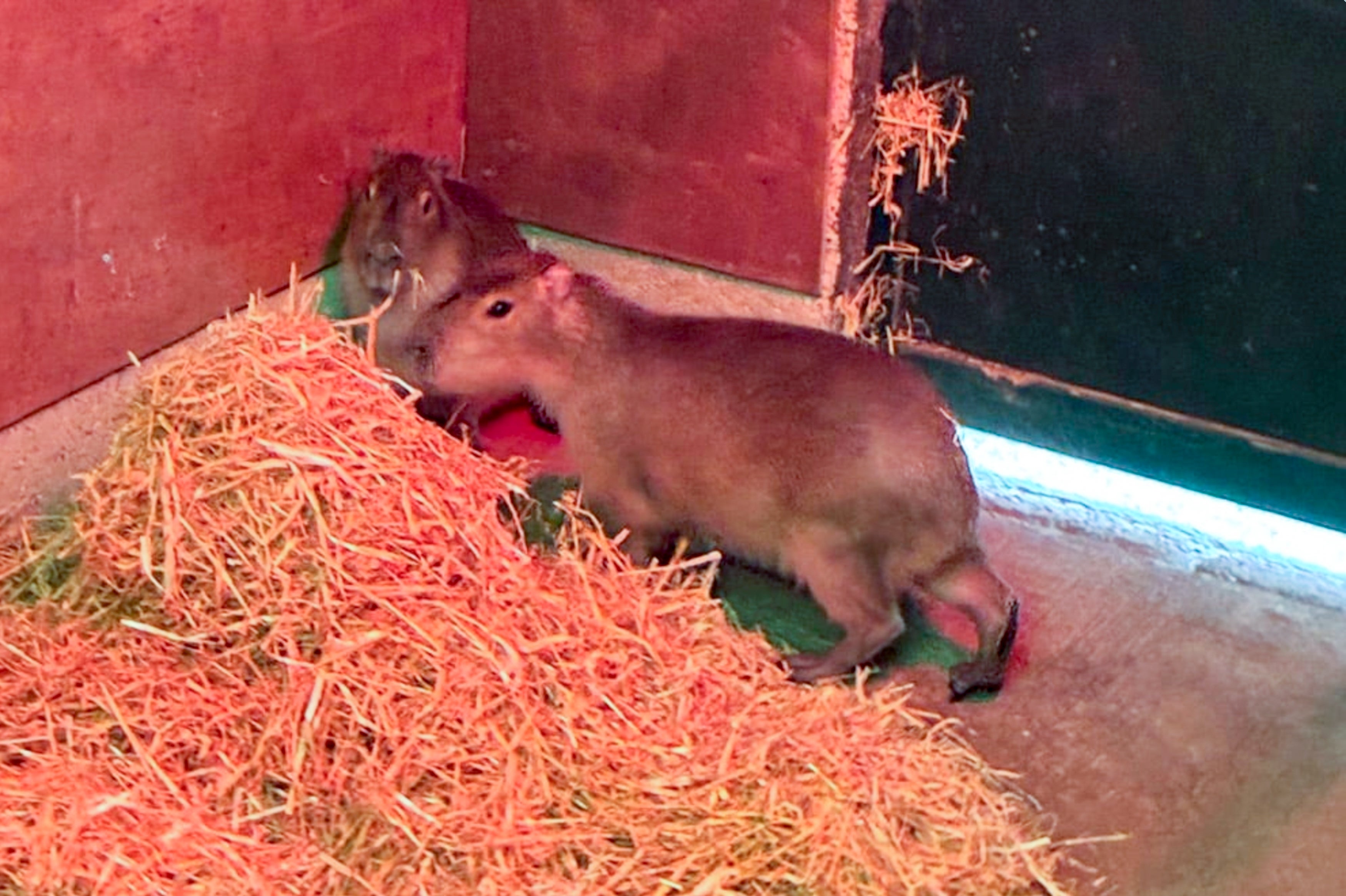 Samba with her sister Tango before escaping