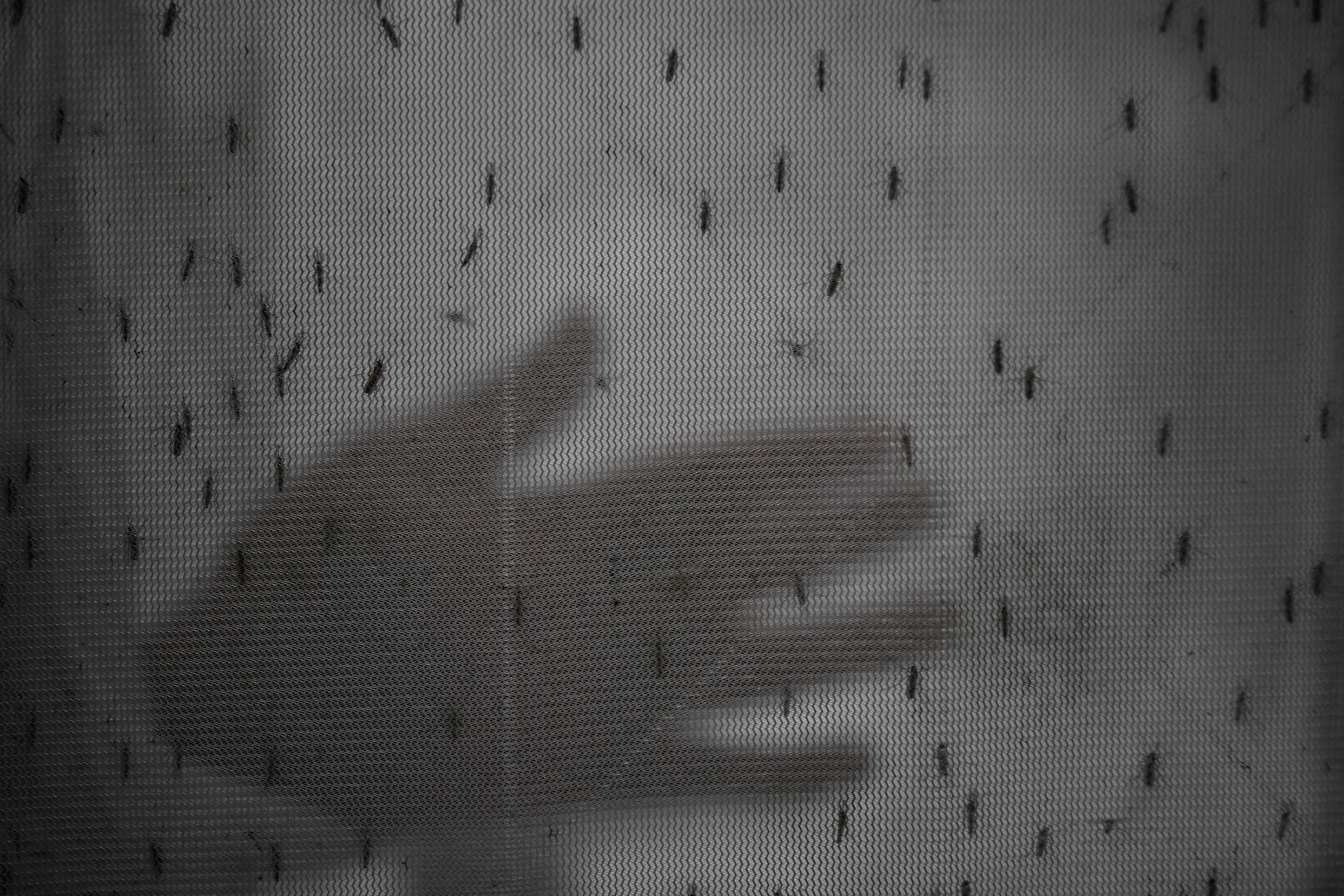 A researcher tests the efficacy and protection time of insect repellents against different species of mosquitoes at the entomology laboratory of Jahangirnagar University in Dhaka