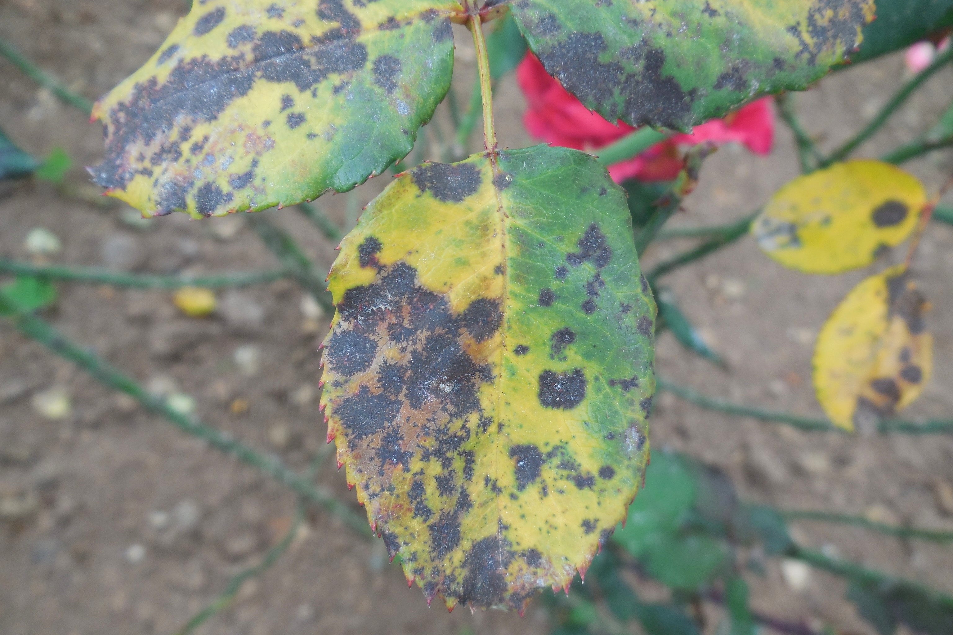 Symptoms of Black Spot disease appear on a rose plant in Tamil Nadu, India ((Dr. Parthasarathy Seethapathy/Amrita School of Agricultural Sciences/Bugwood.org)