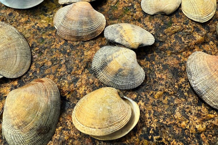 Researchers have documented the appearance of invasive Manila clams for the first time on the northwest Atlantic coastline for the first time