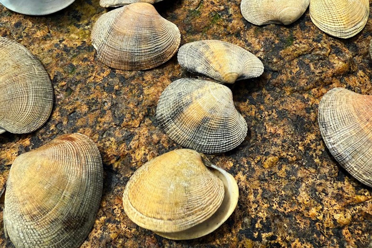 Frutos do mar ‘deliciosos’, mas ‘invasivos’, de US $ 7 bilhões, tomam conta da costa da Nova Inglaterra pela primeira vez