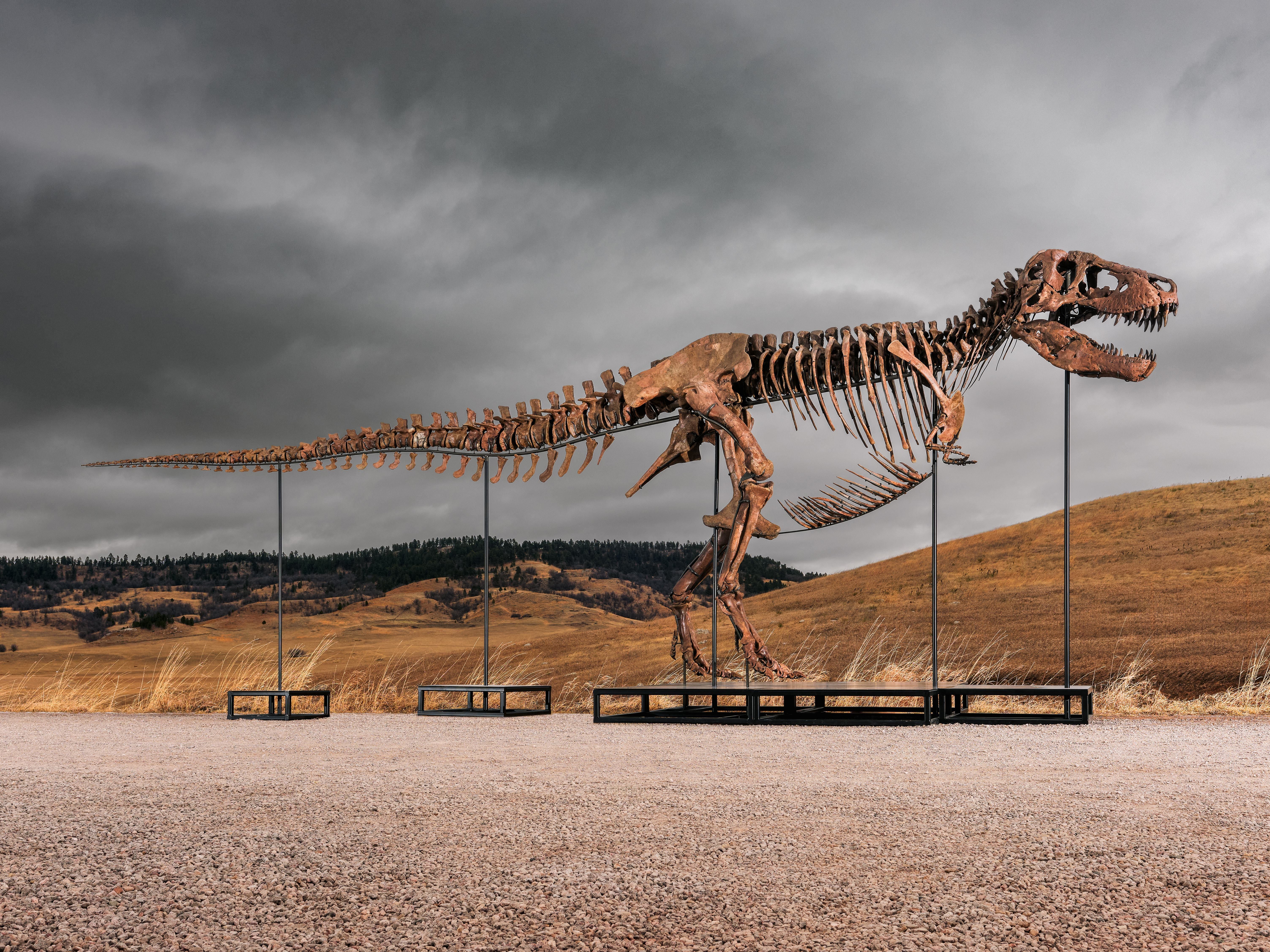 T-REX-SUBASTA