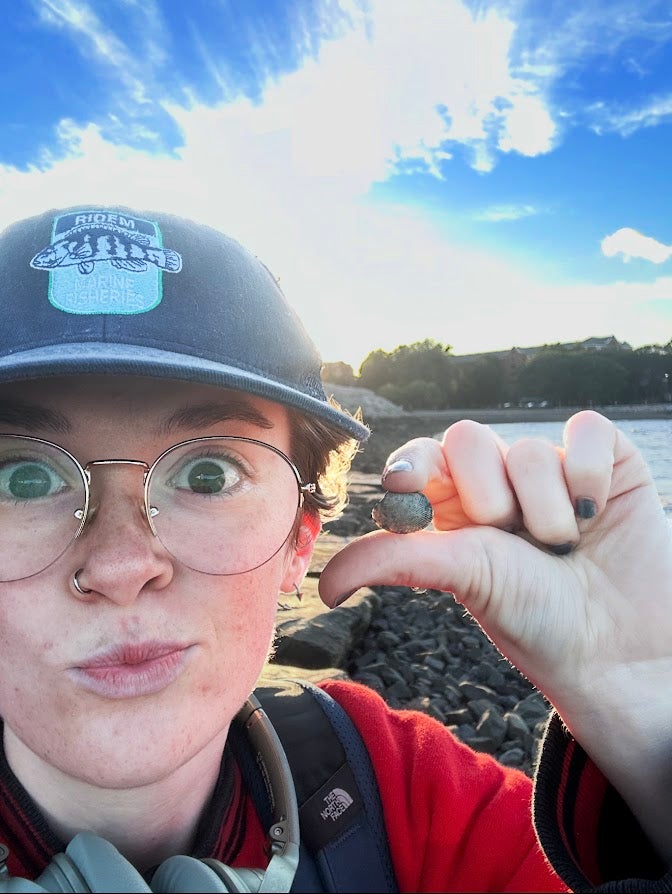 Tips from local clammers and researchers inspired the scientists to hunt for living Manila clams in the region, which they eventually discovered