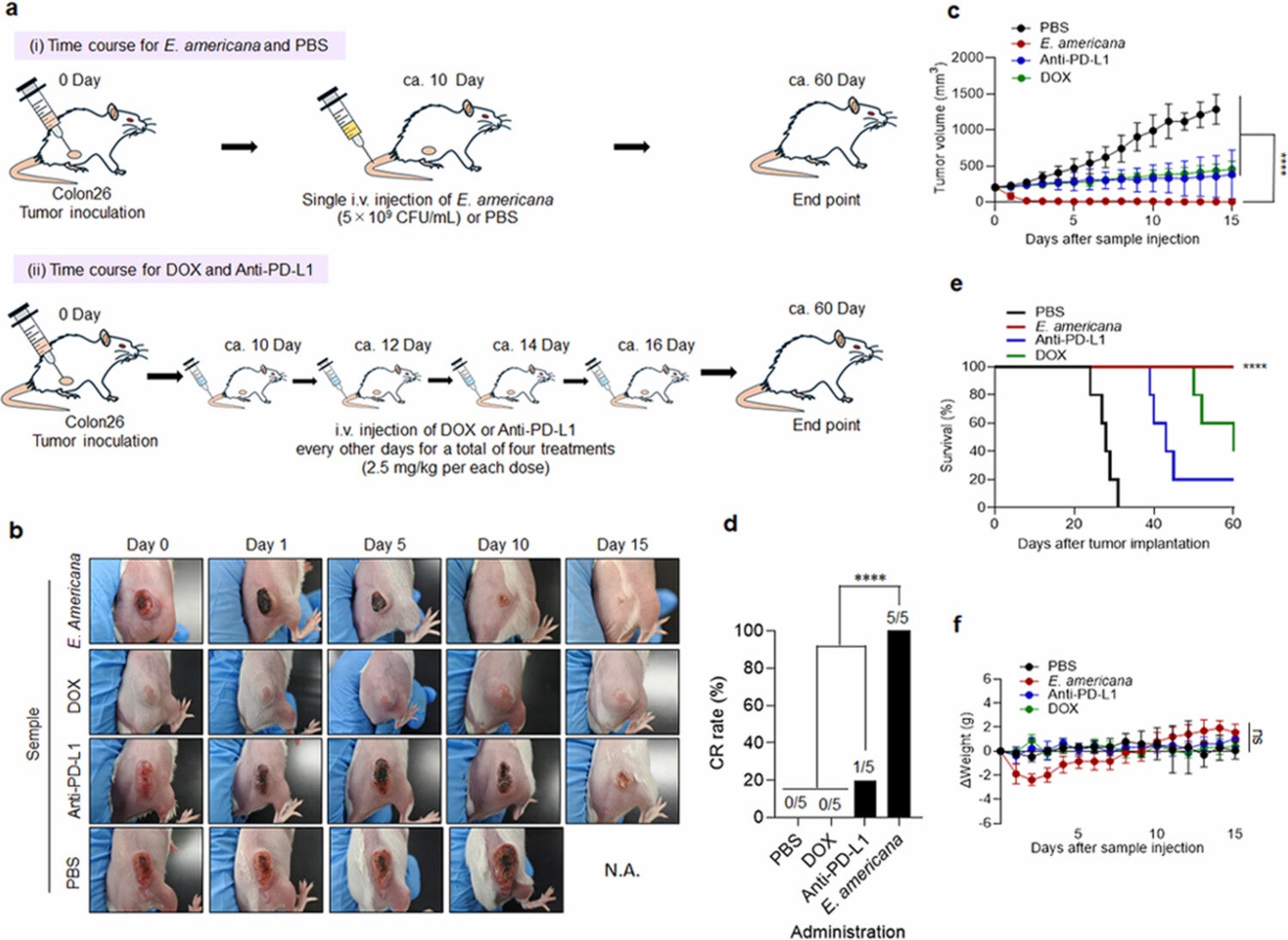 Mouse images after treatment
