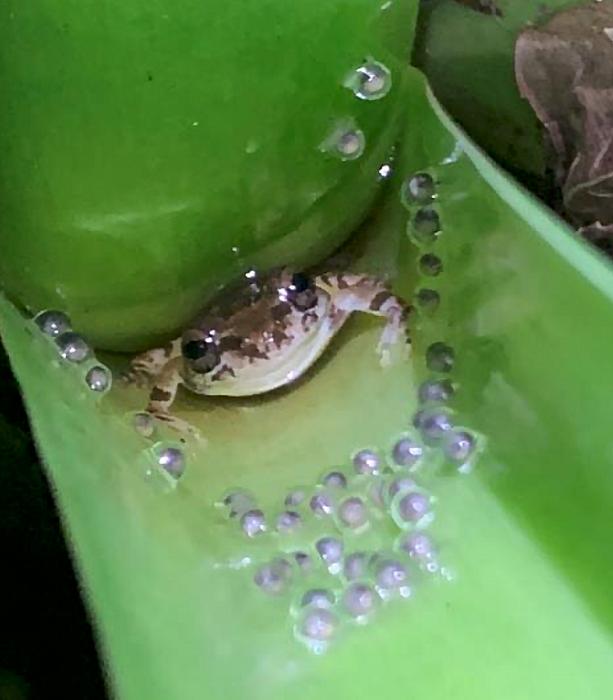 Japanese tree frog