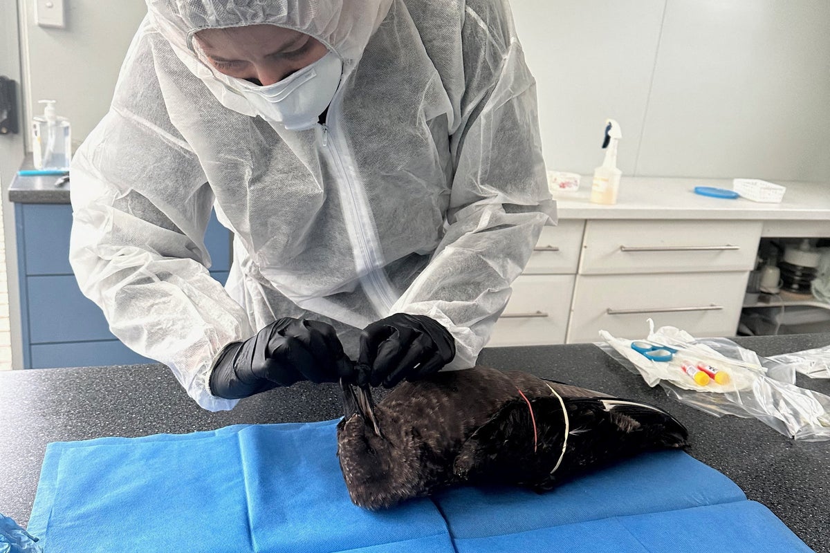 New Zealand confirms first case of deadly H5N1 bird flu: ‘We are very well prepared’